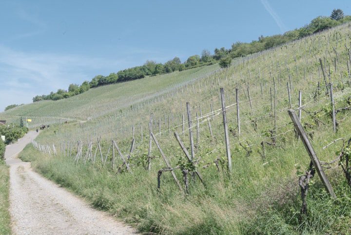 24stops il percorso d'arte tra Campus Vitra e Fondazione Beyeler