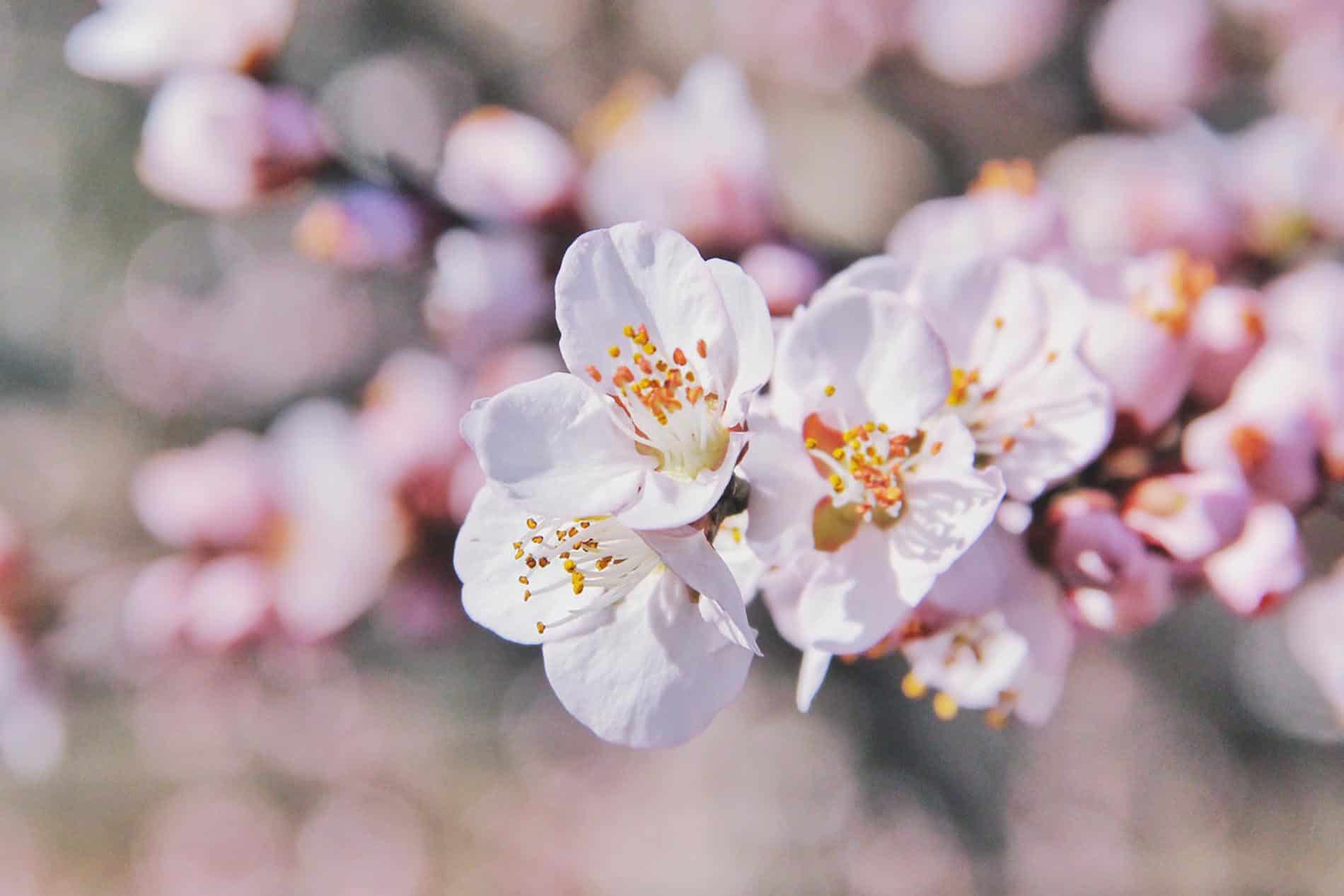 Far entrare la primavera in casa