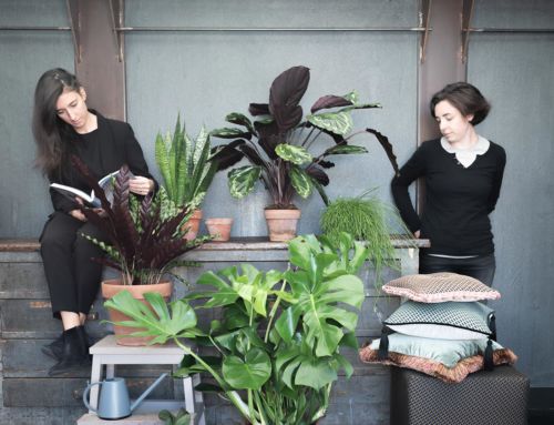 INTERIOR PLANTS COMES TO UNPROGETTO | BOTTEGA BOTANICA