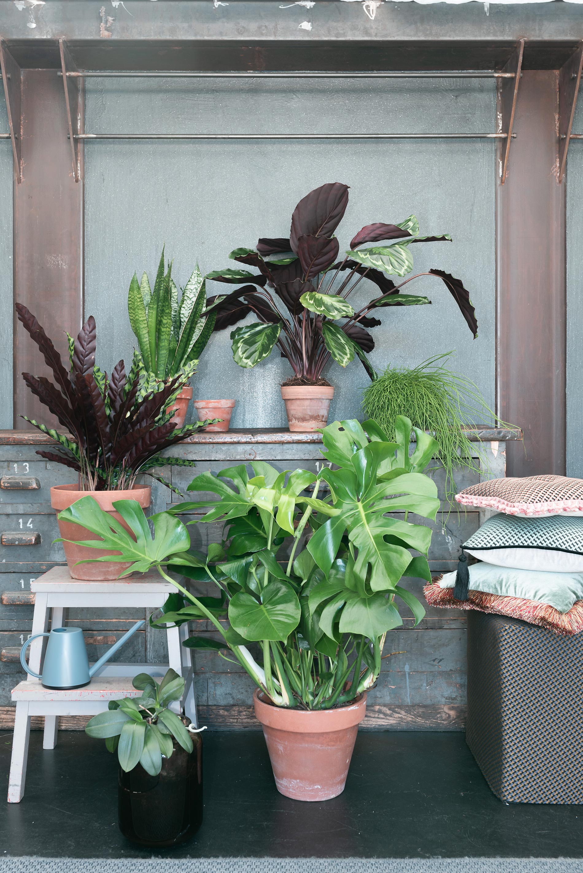 composizione di piante monstera 