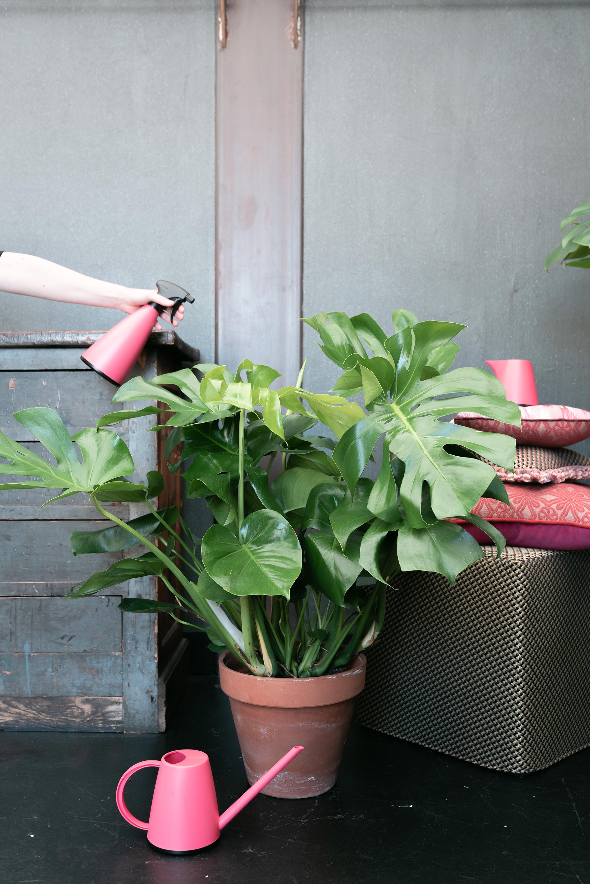 monstera deliciosa come prendersene cura