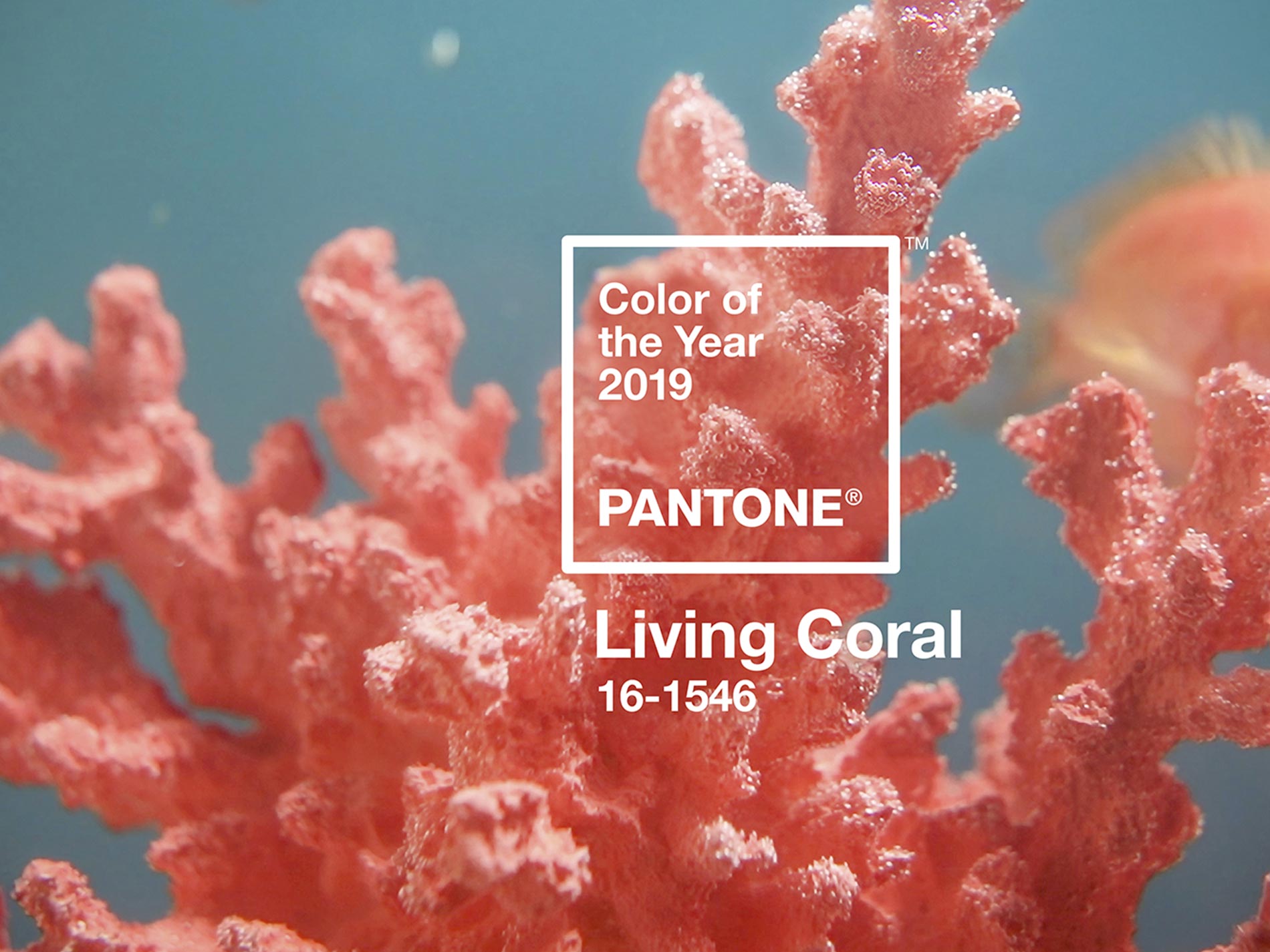 pantone colour meaning