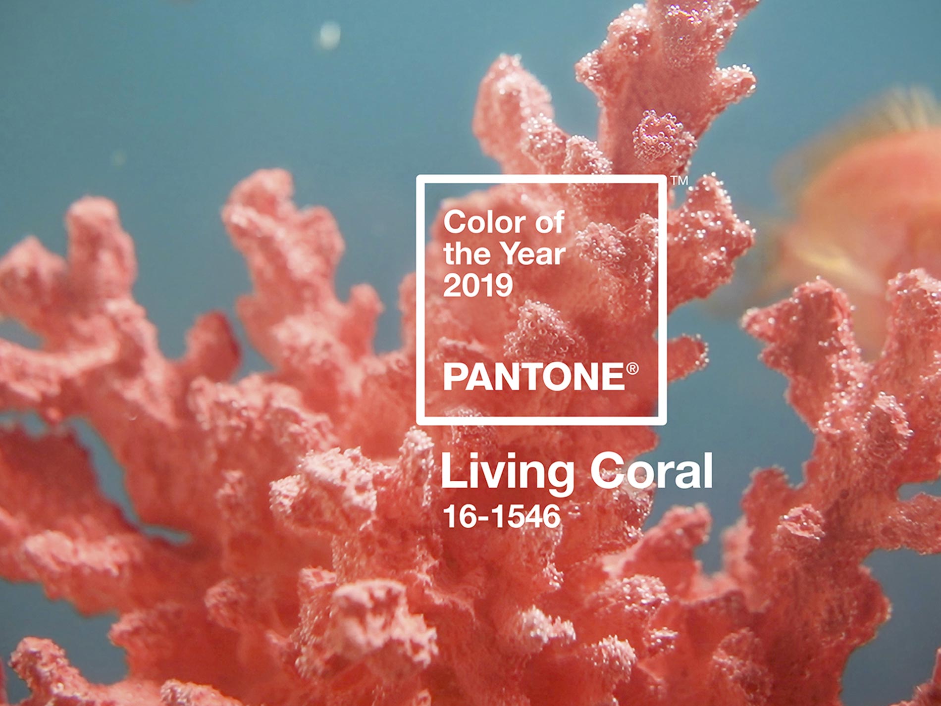 pantone colore significato 