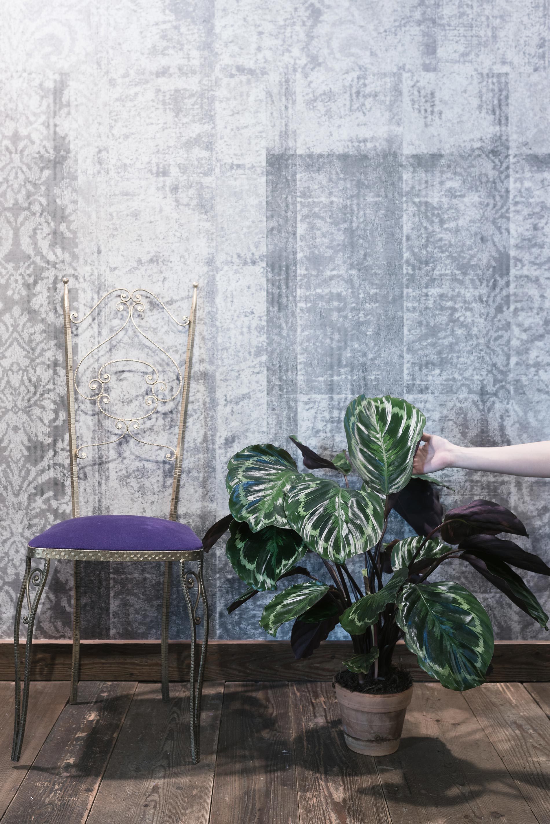 calathea medallion consigli e cure consigli d'interni pianta viola e verde