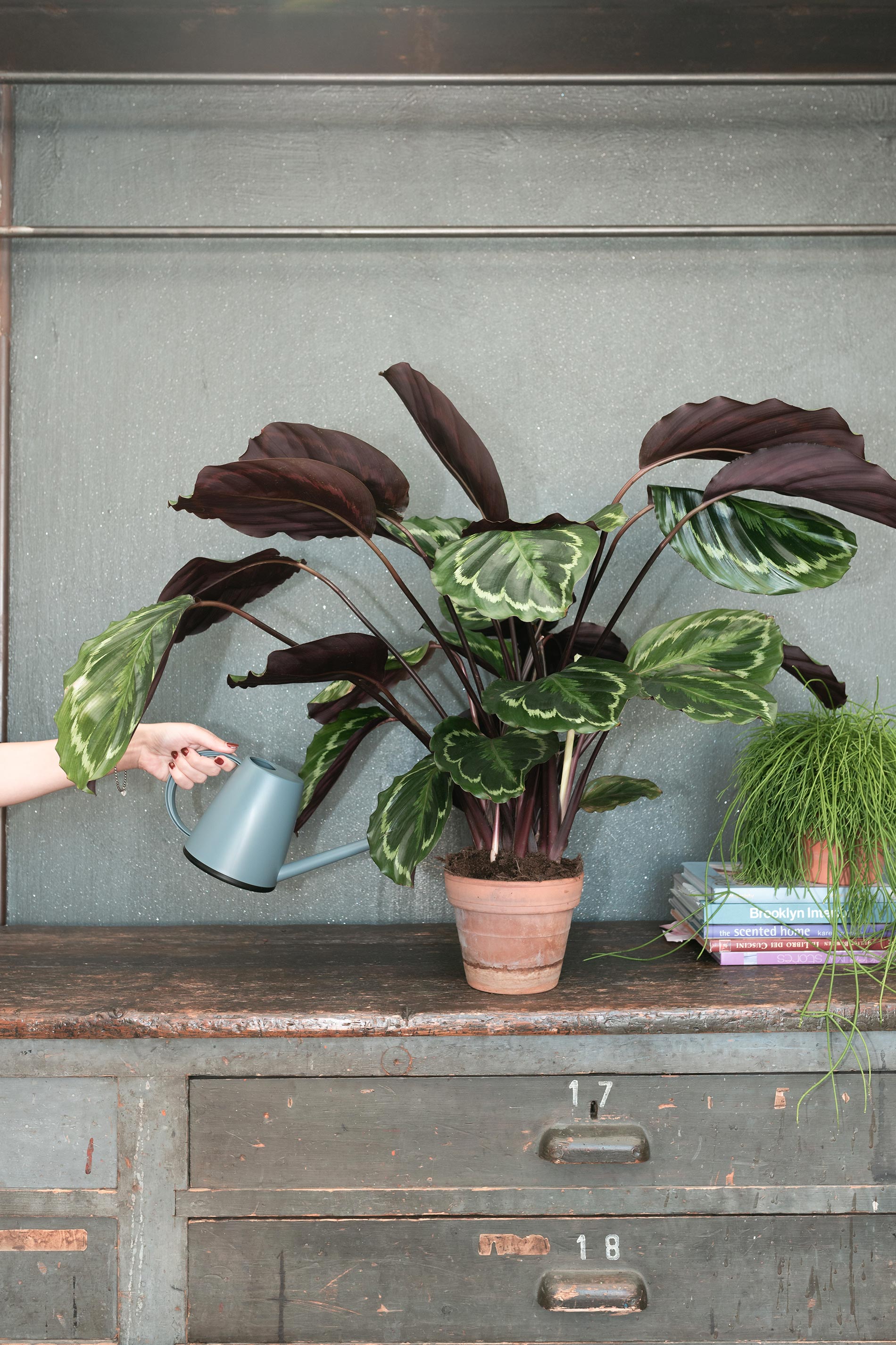 calathea medallion consigli e cure consigli d'interni pianta viola e verde