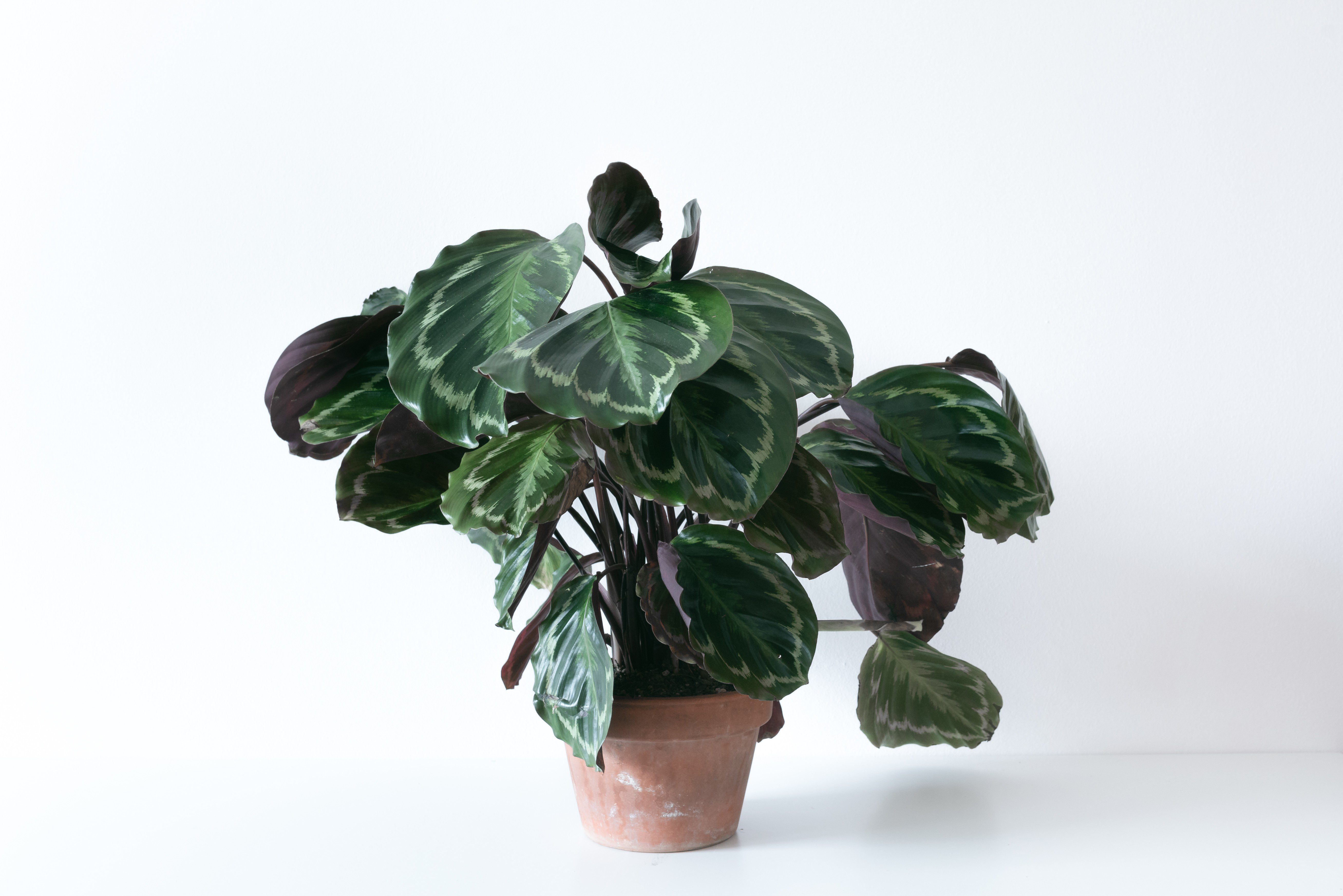 calathea medallion consigli e cure consigli d'interni piante viola e verdi