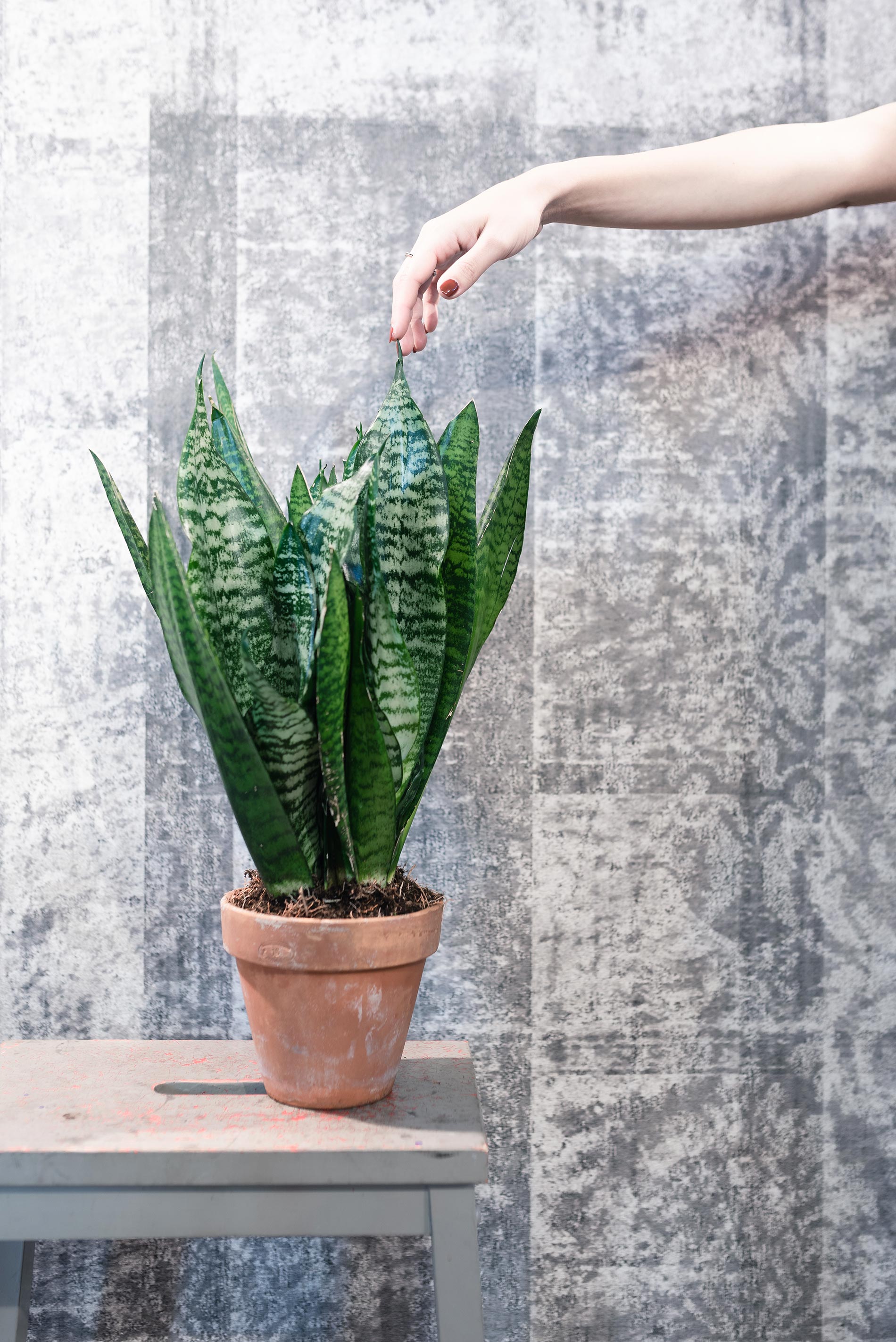 sanseveria sansevieria consigli e cure