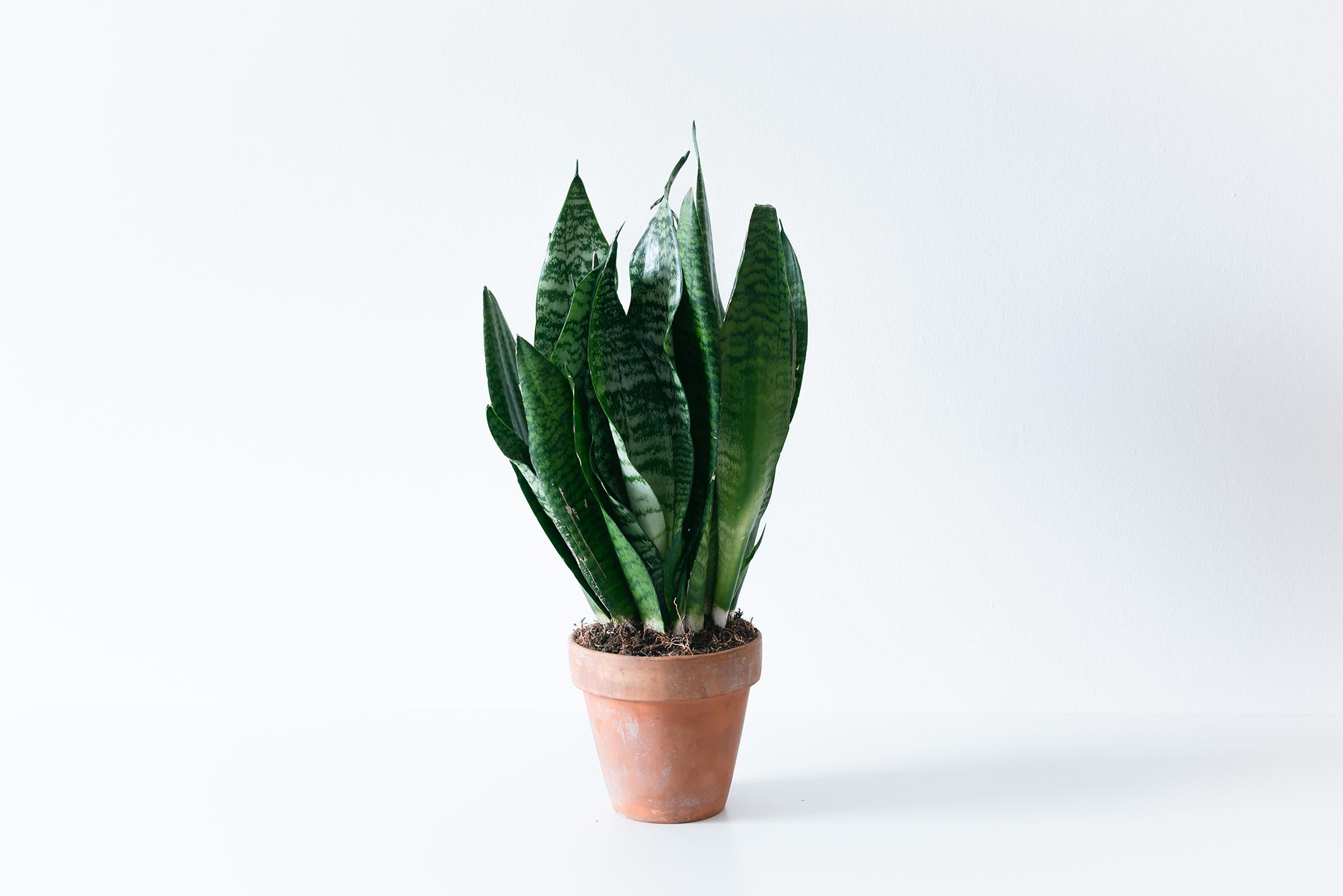 sanseveria sansevieria consigli e cure