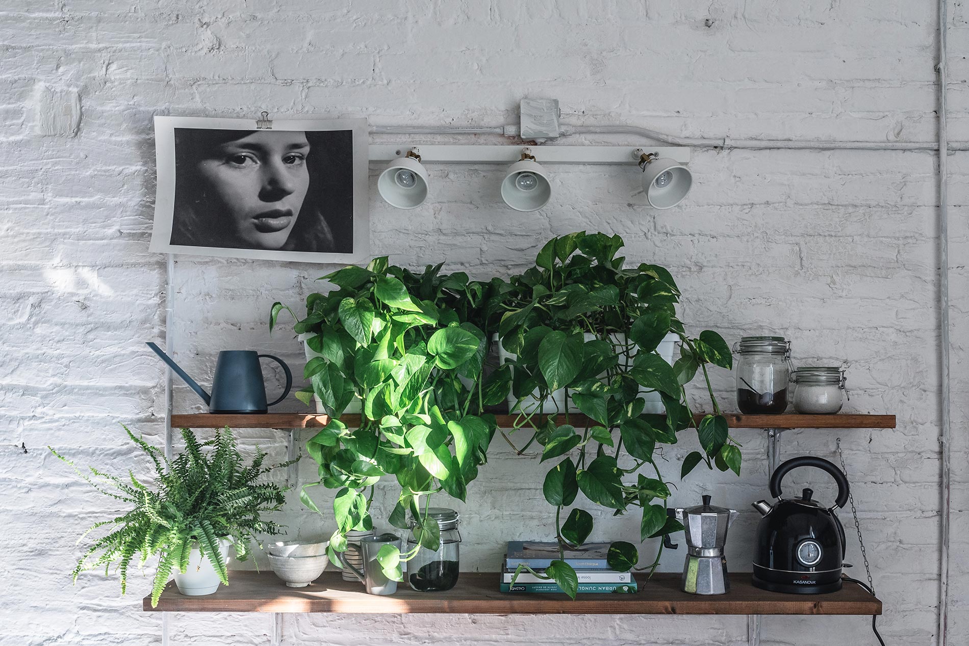 pothos cure e consigli
