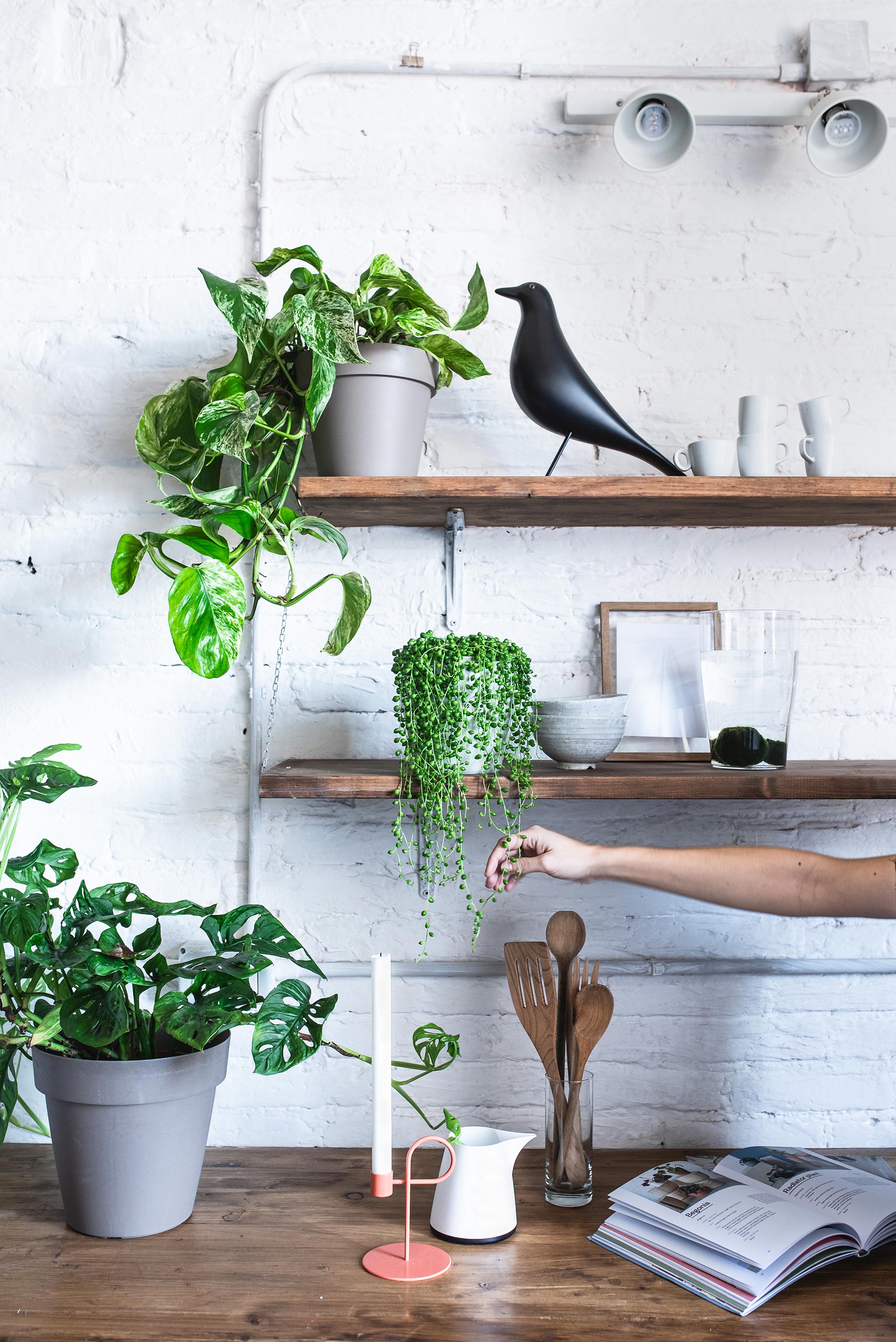 pothos cure e consigli