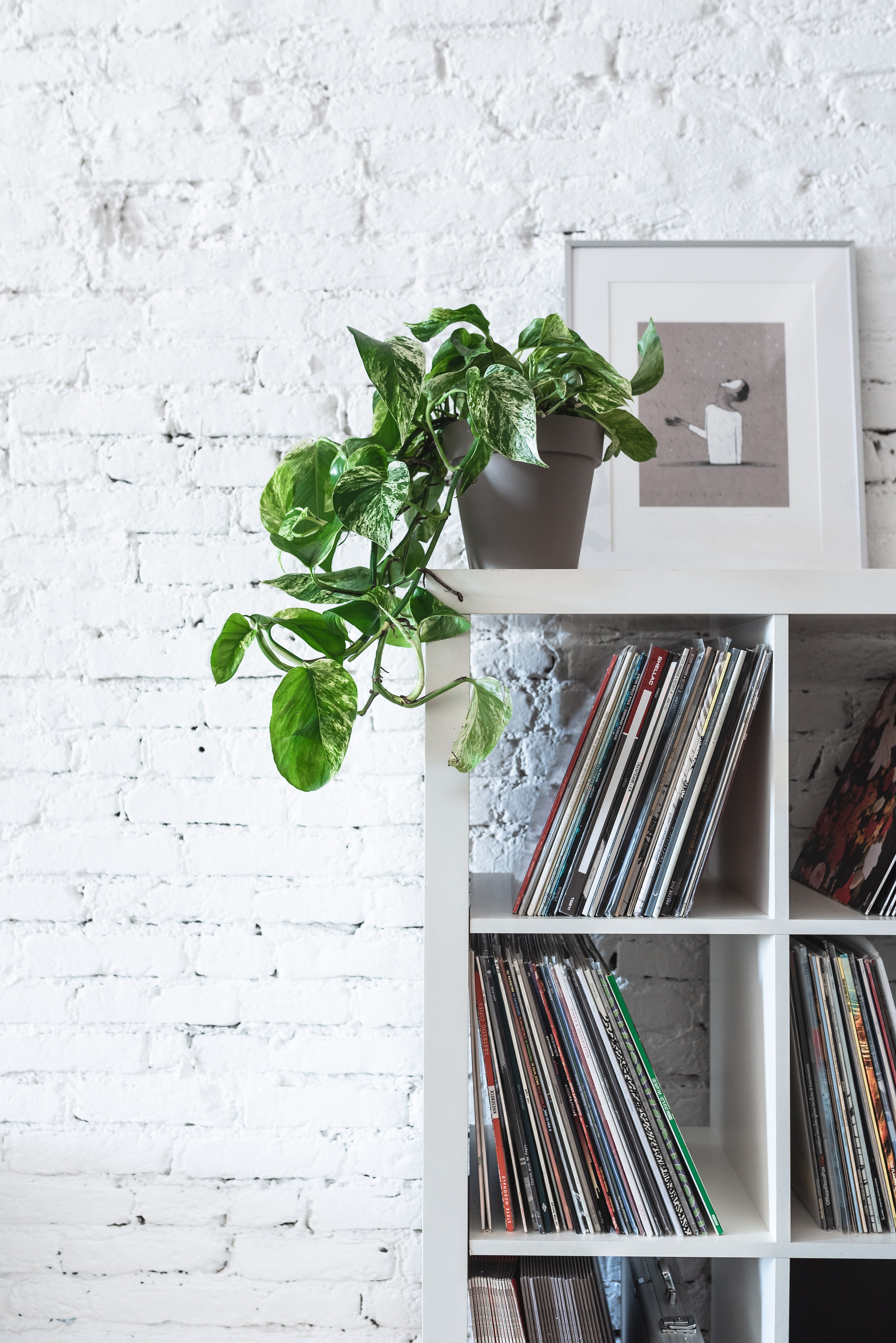 pothos cure e consigli