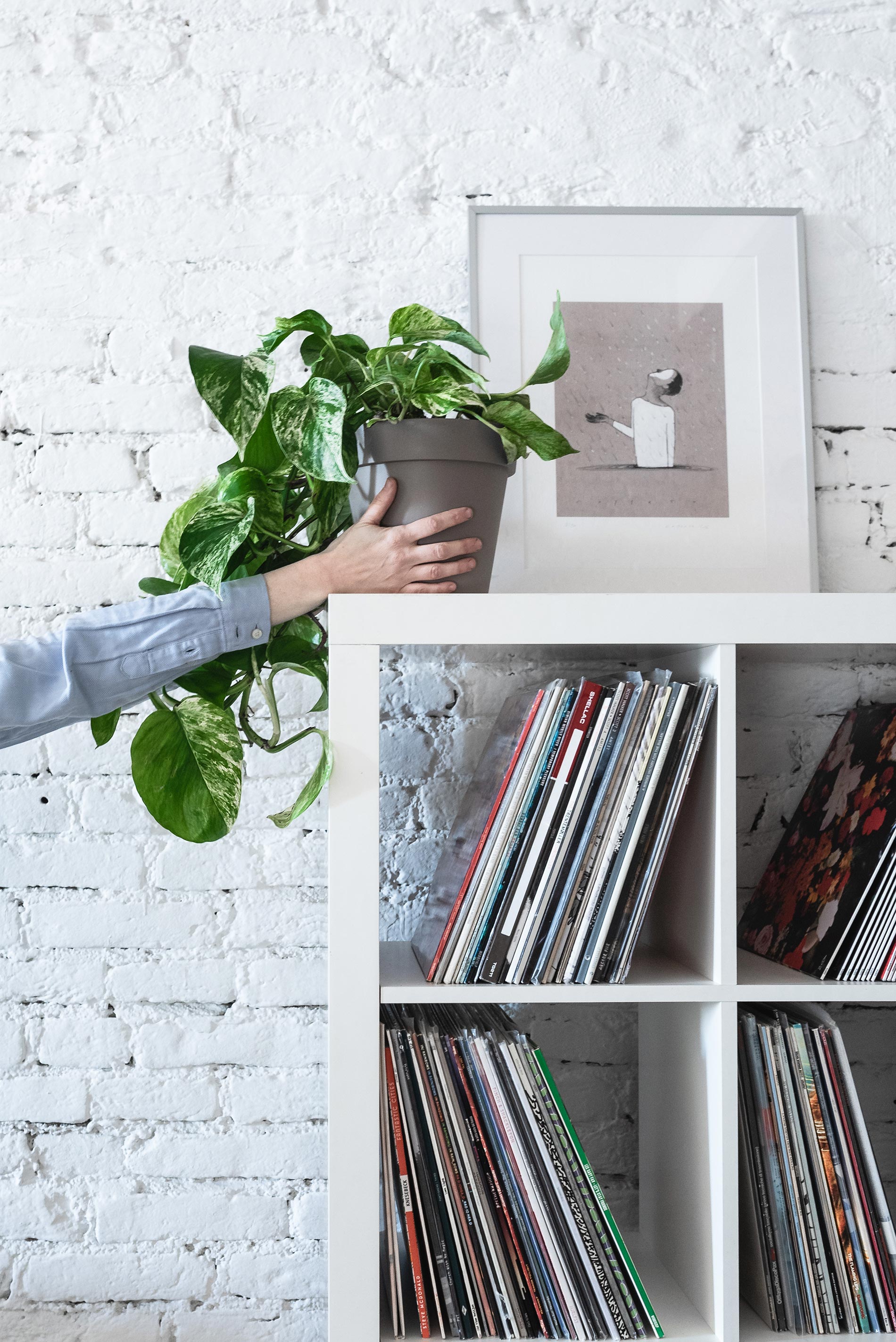 pothos cure e consigli