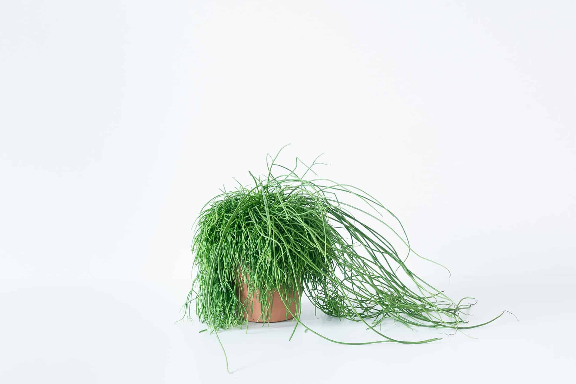 rhipsalis baccifera pianta capelli consigli e cura