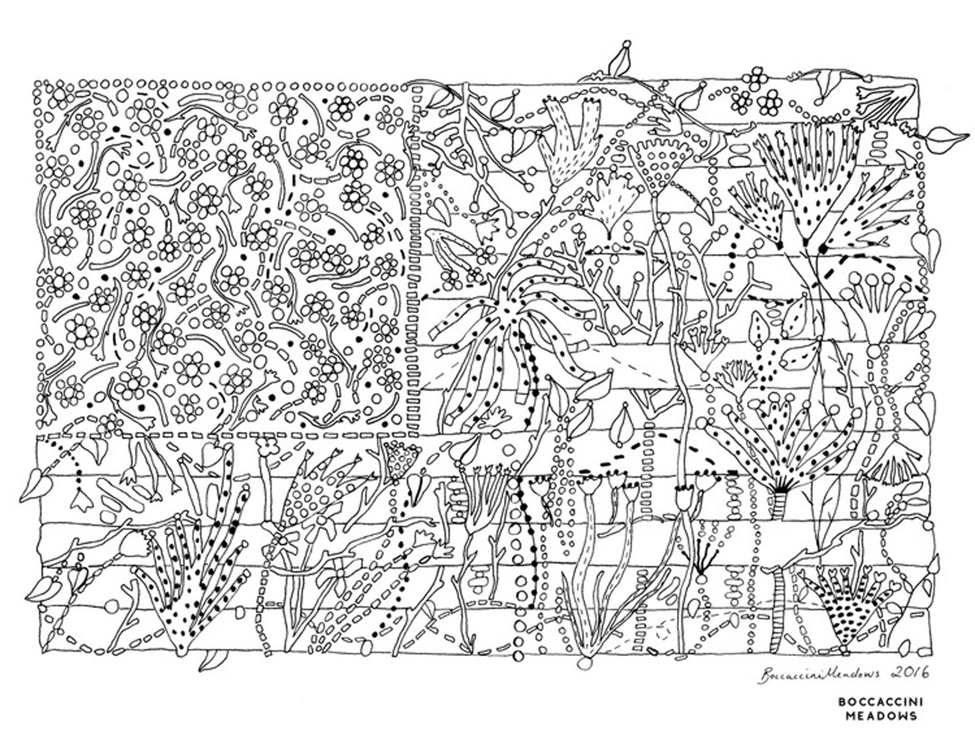 illustrazione botaniche Boccacini Meadows