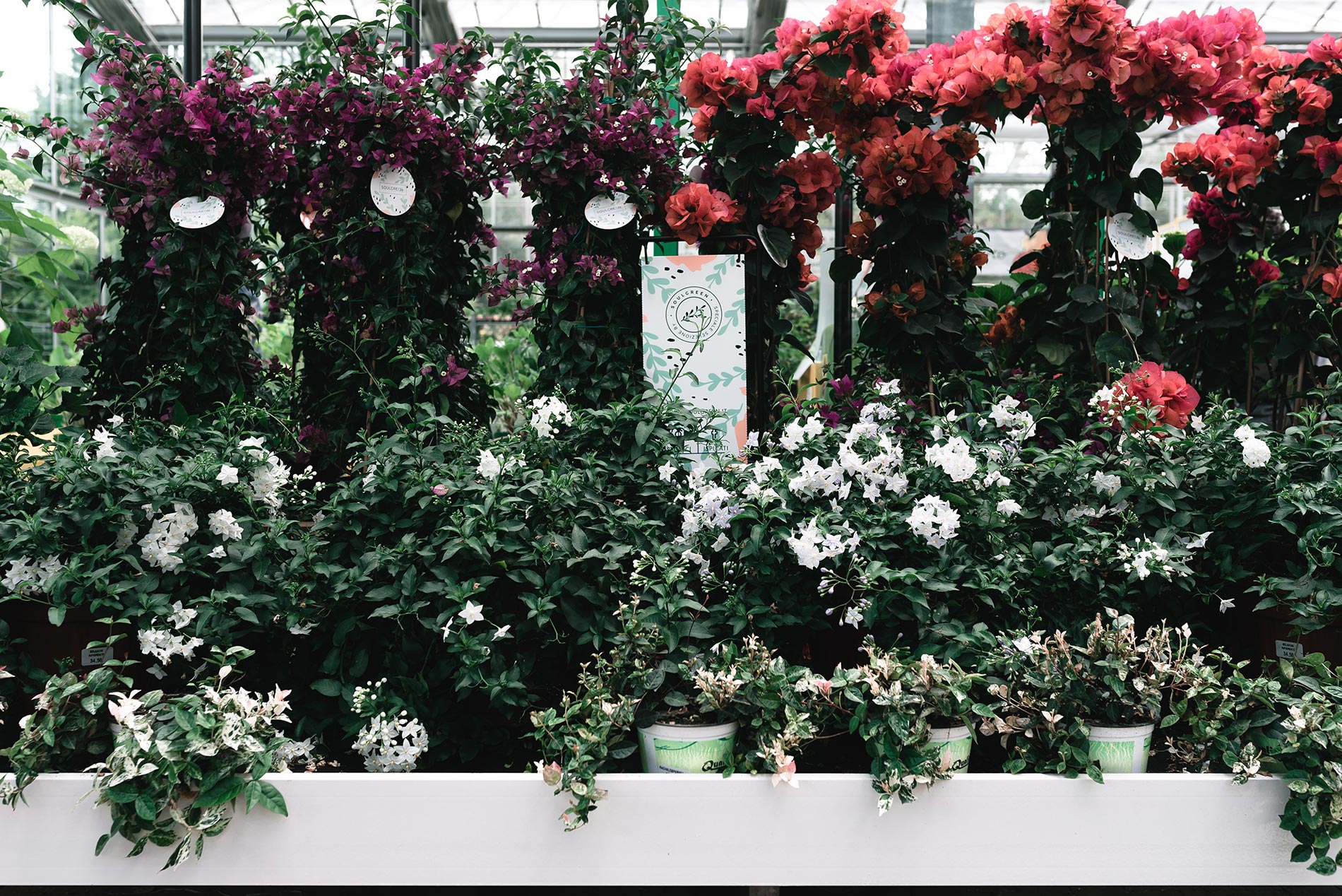 Bougainvillea consigli e cura SoulGreen