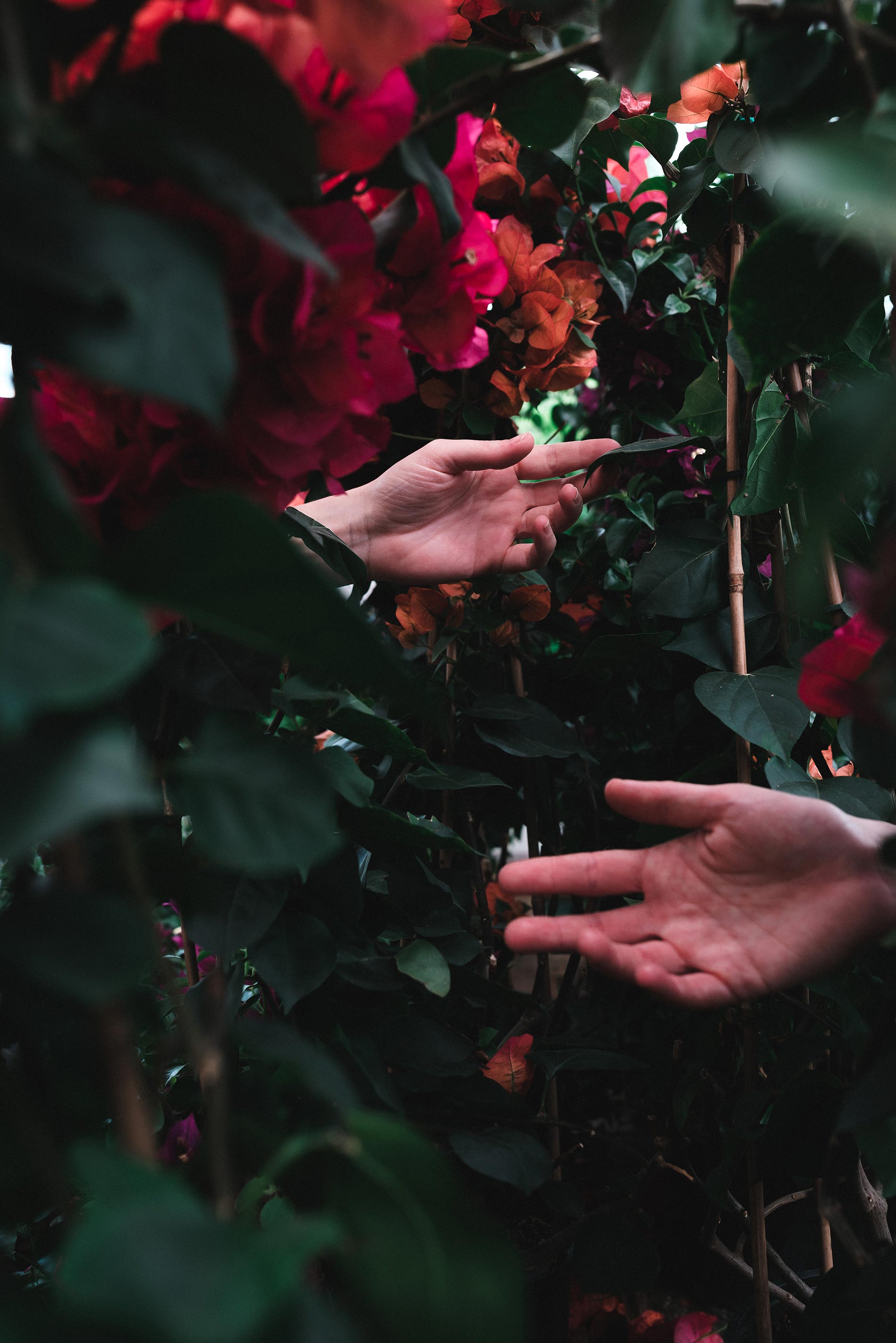 Bougainvillea consigli e cura SoulGreen