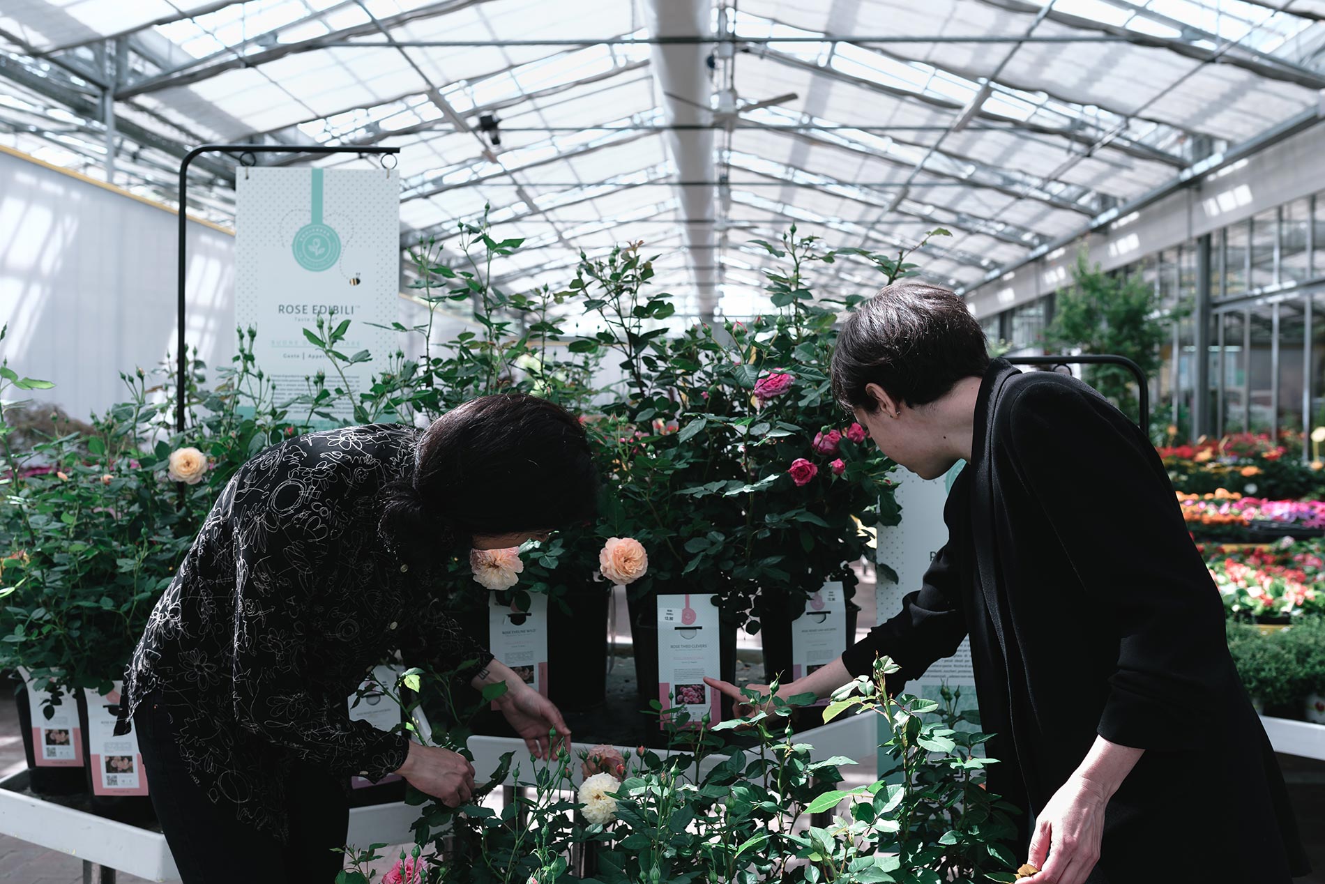 rose edibili consigli e cura