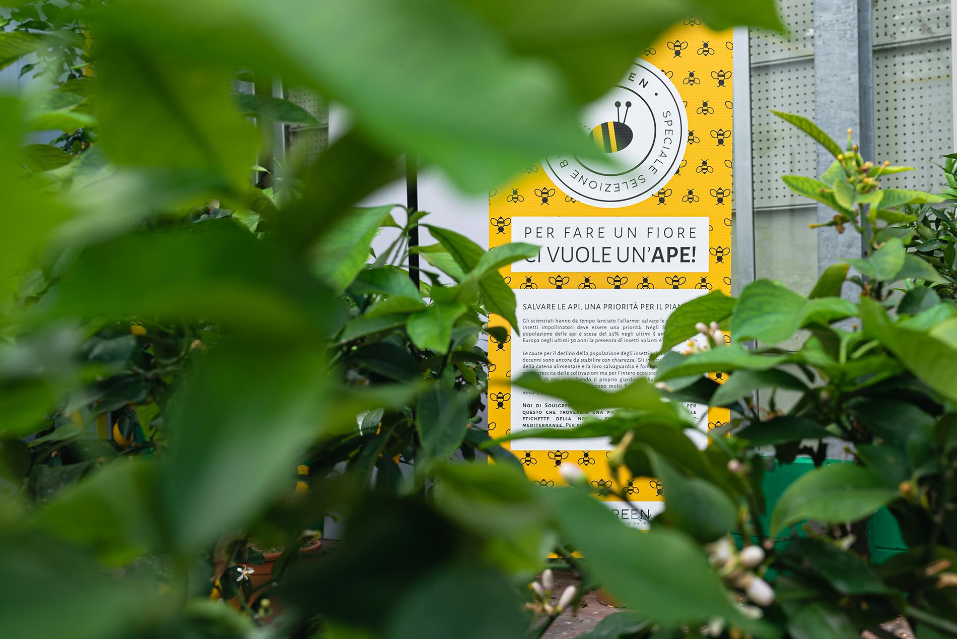 Pianta del limone consigli e cura