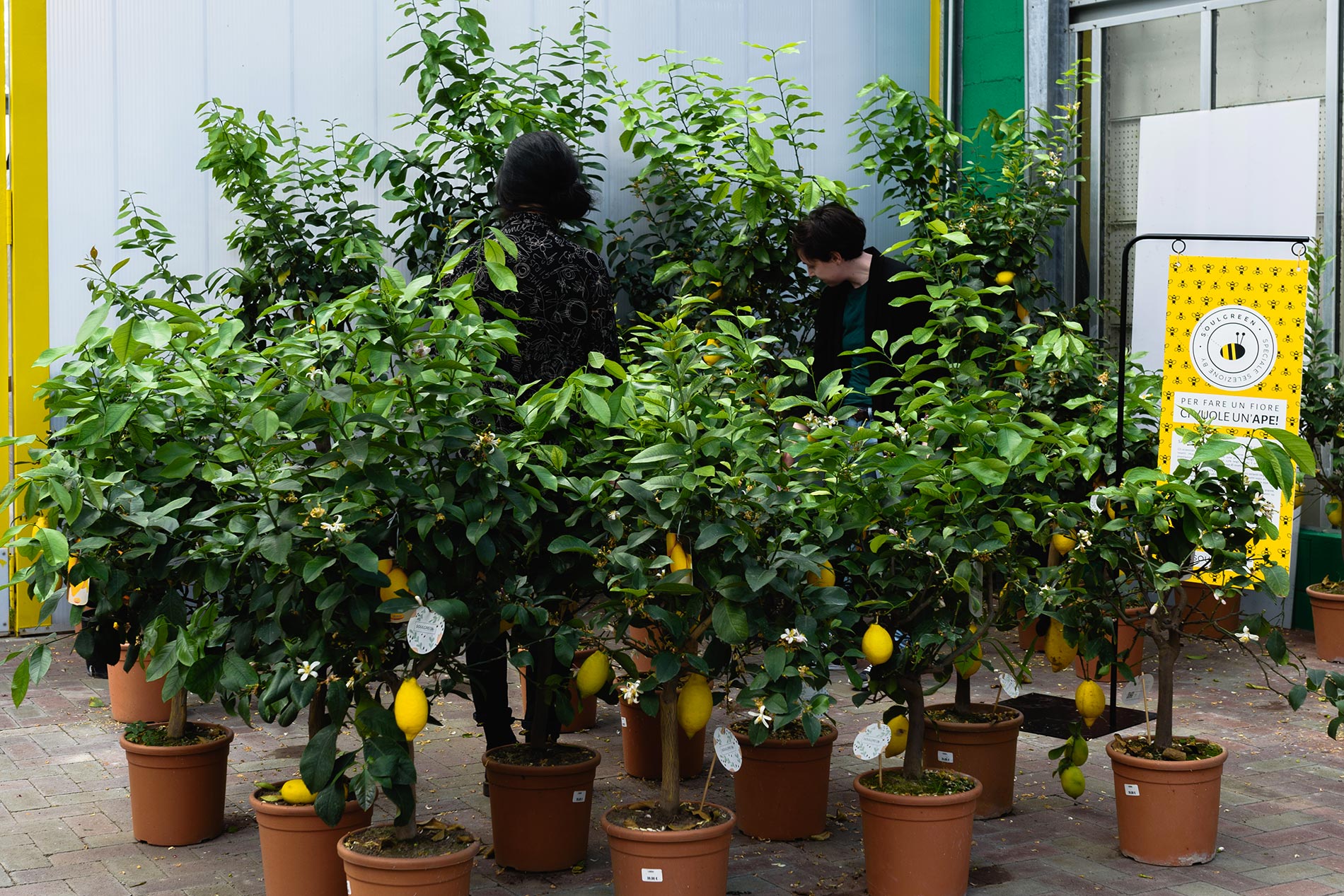 Pianta del limone consigli e cura