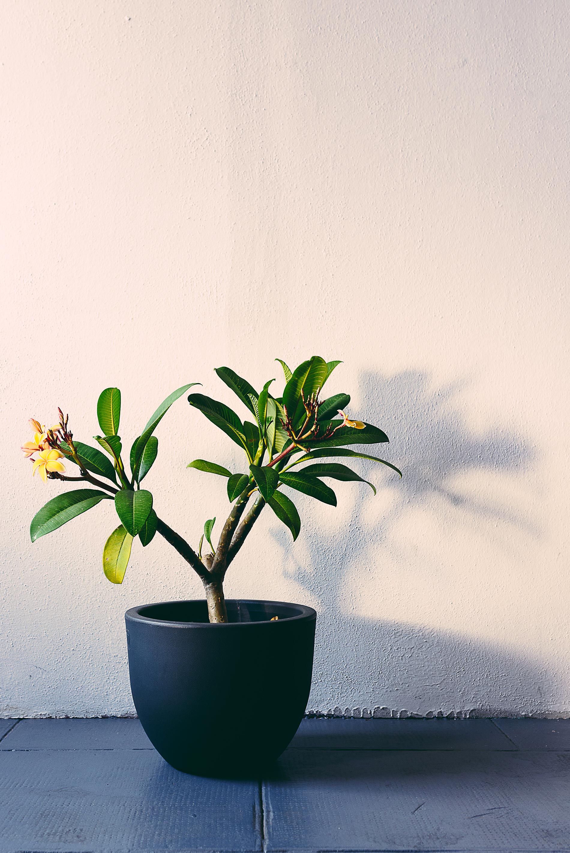 plumeria frangipane consigli e cura