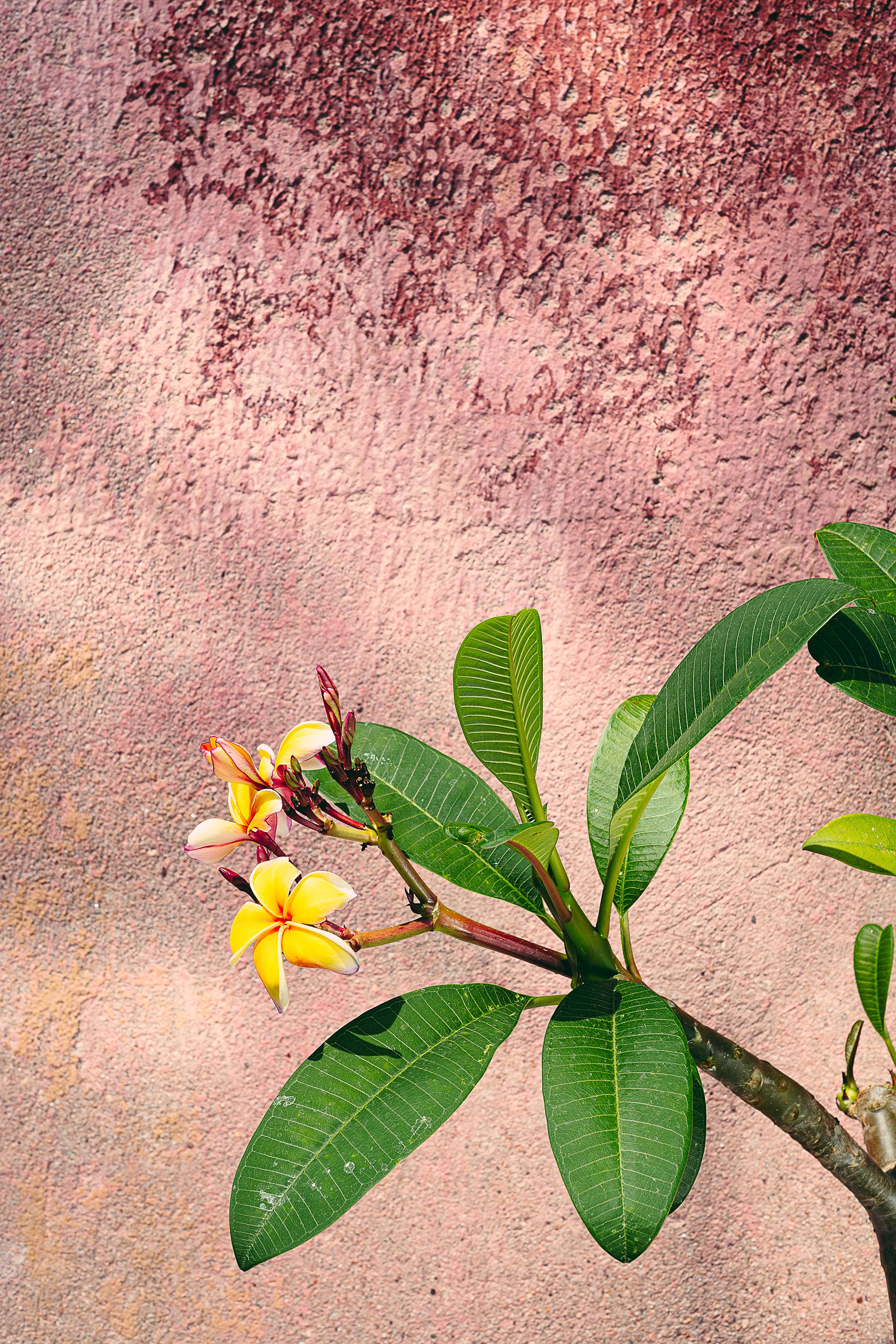 plumeria frangipane consigli e cura