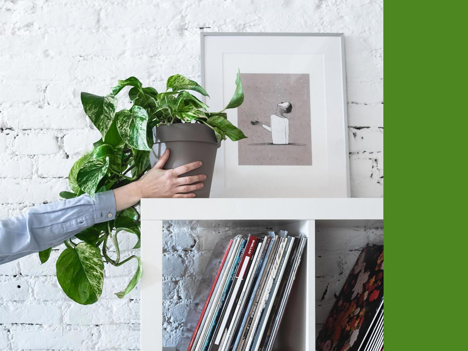 pothos consigli e cura