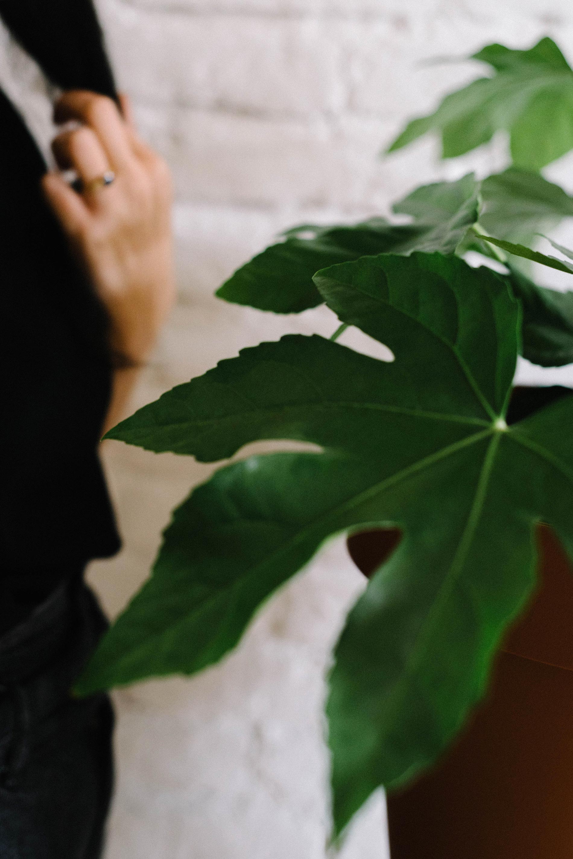 aralia consigli e cura 