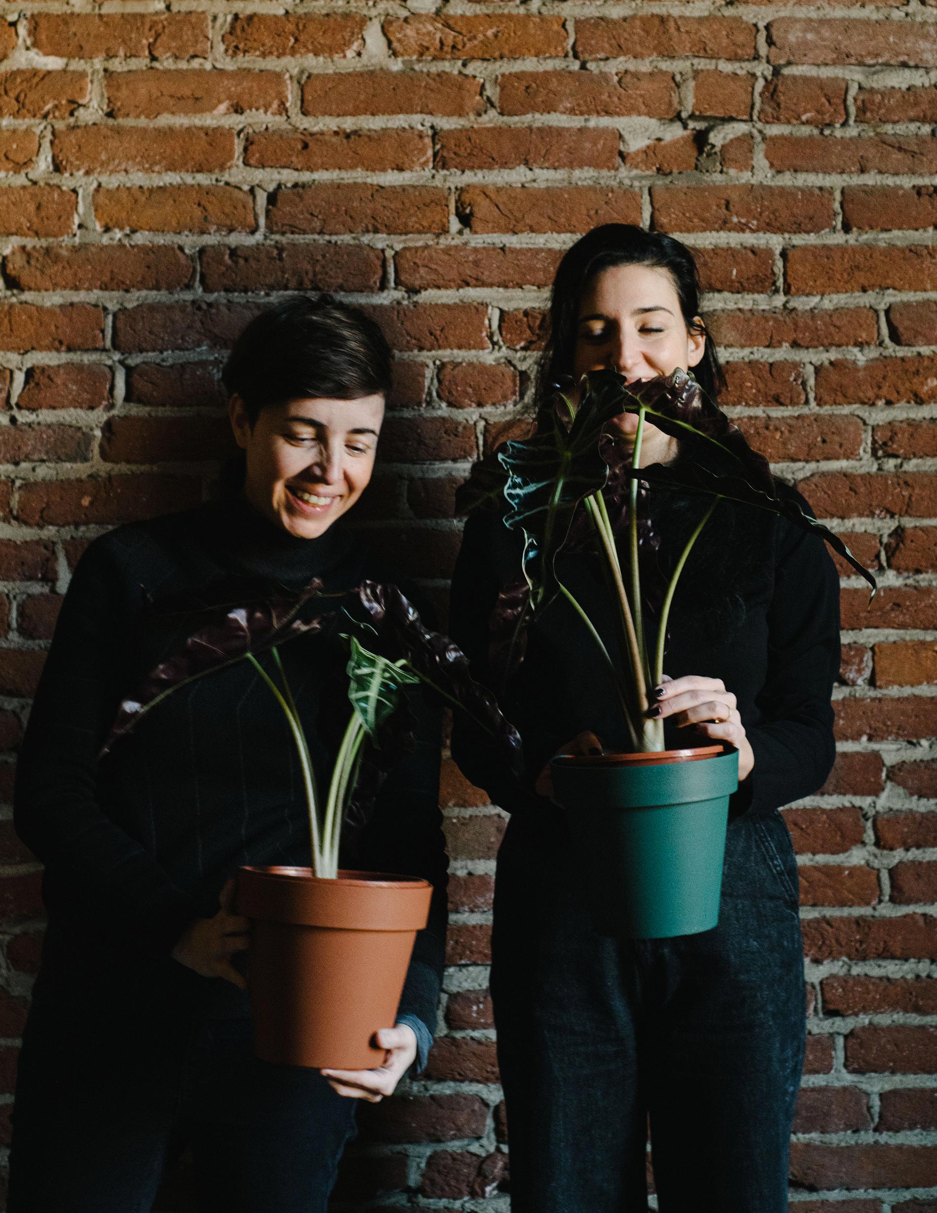 alocasia quanto bagnare