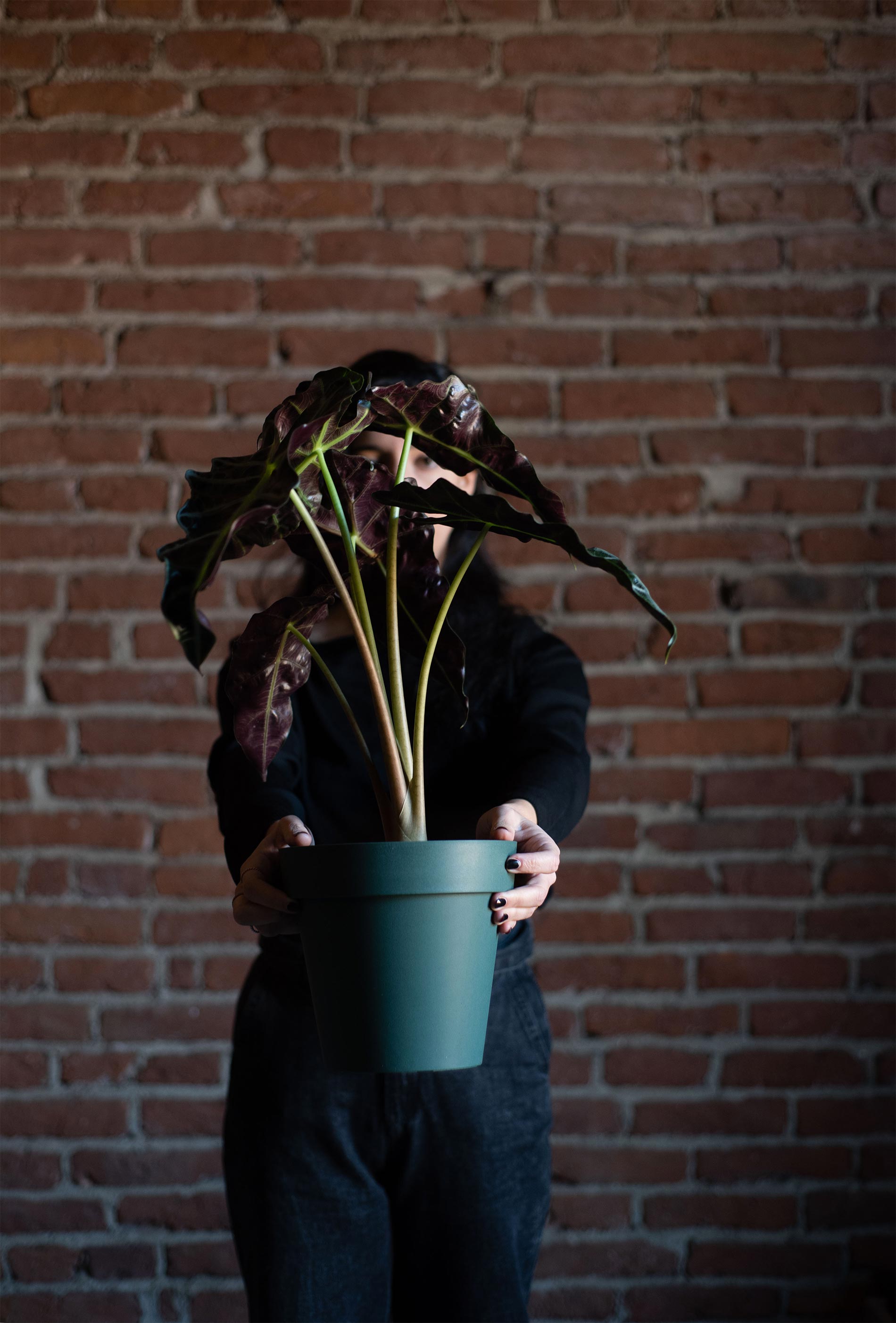 alocasia consigli e cura