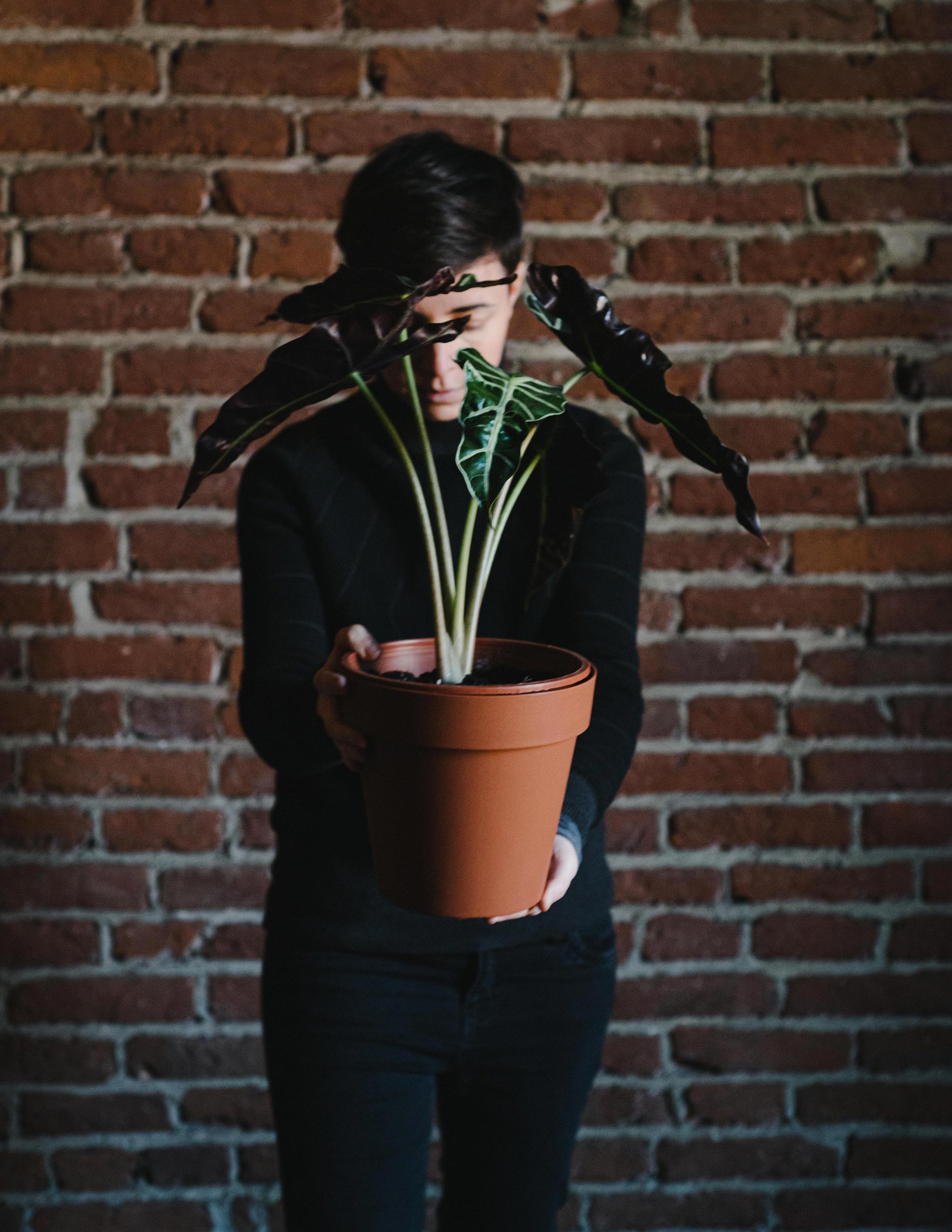 alocasia consigli e cura