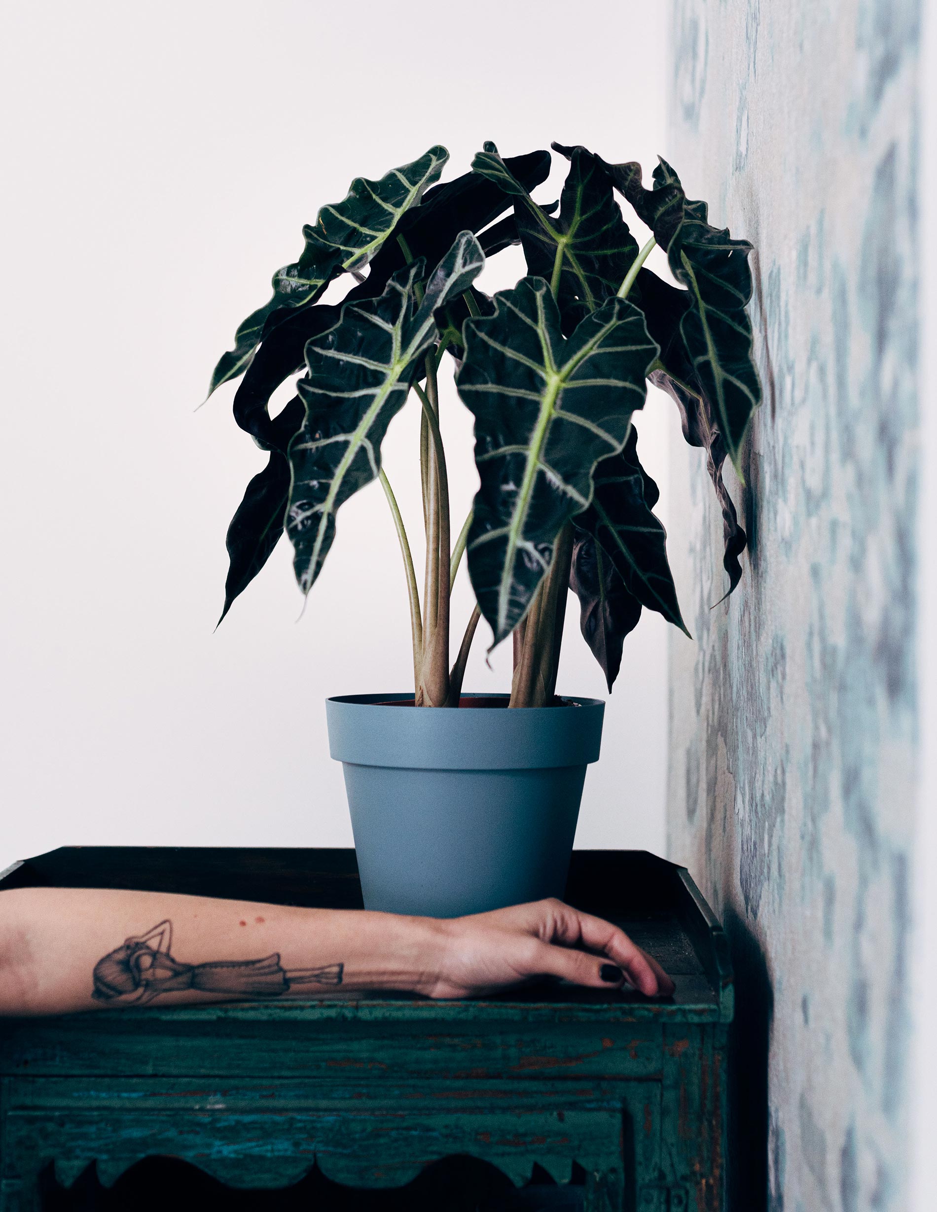 alocasia consigli e cure