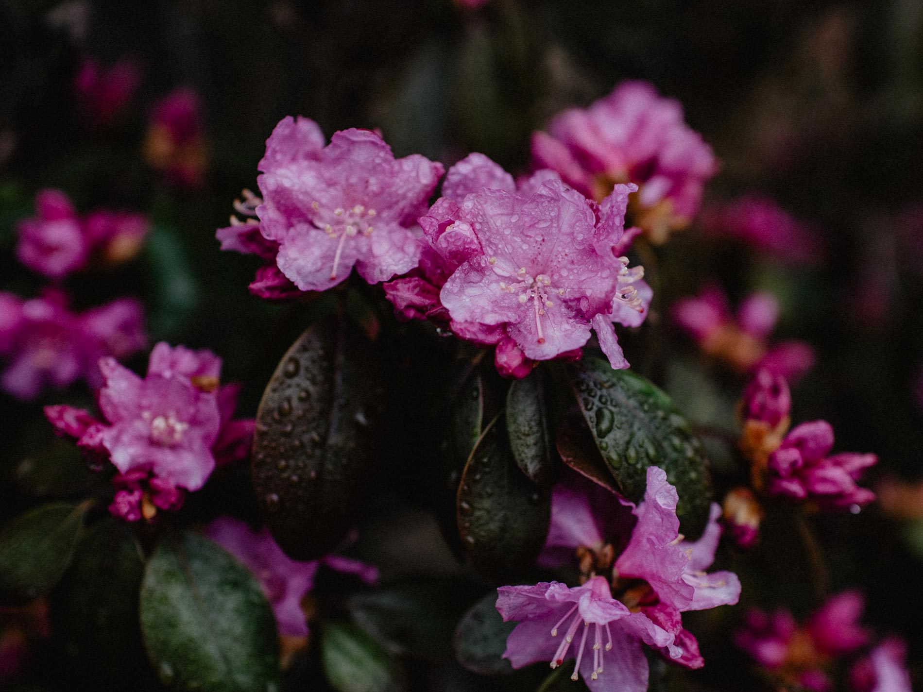 azalea consigli e cura