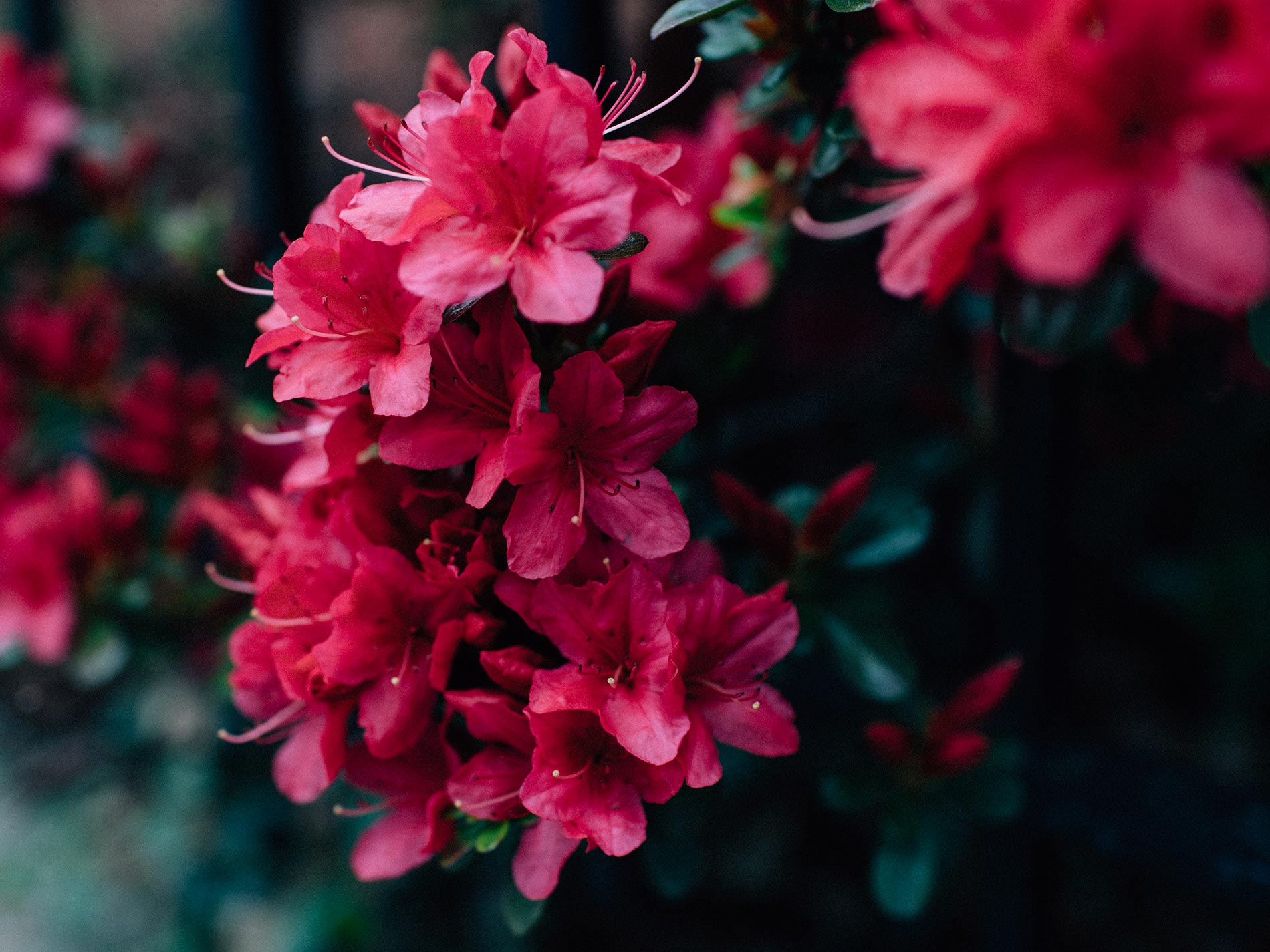 azalea consigli e cura