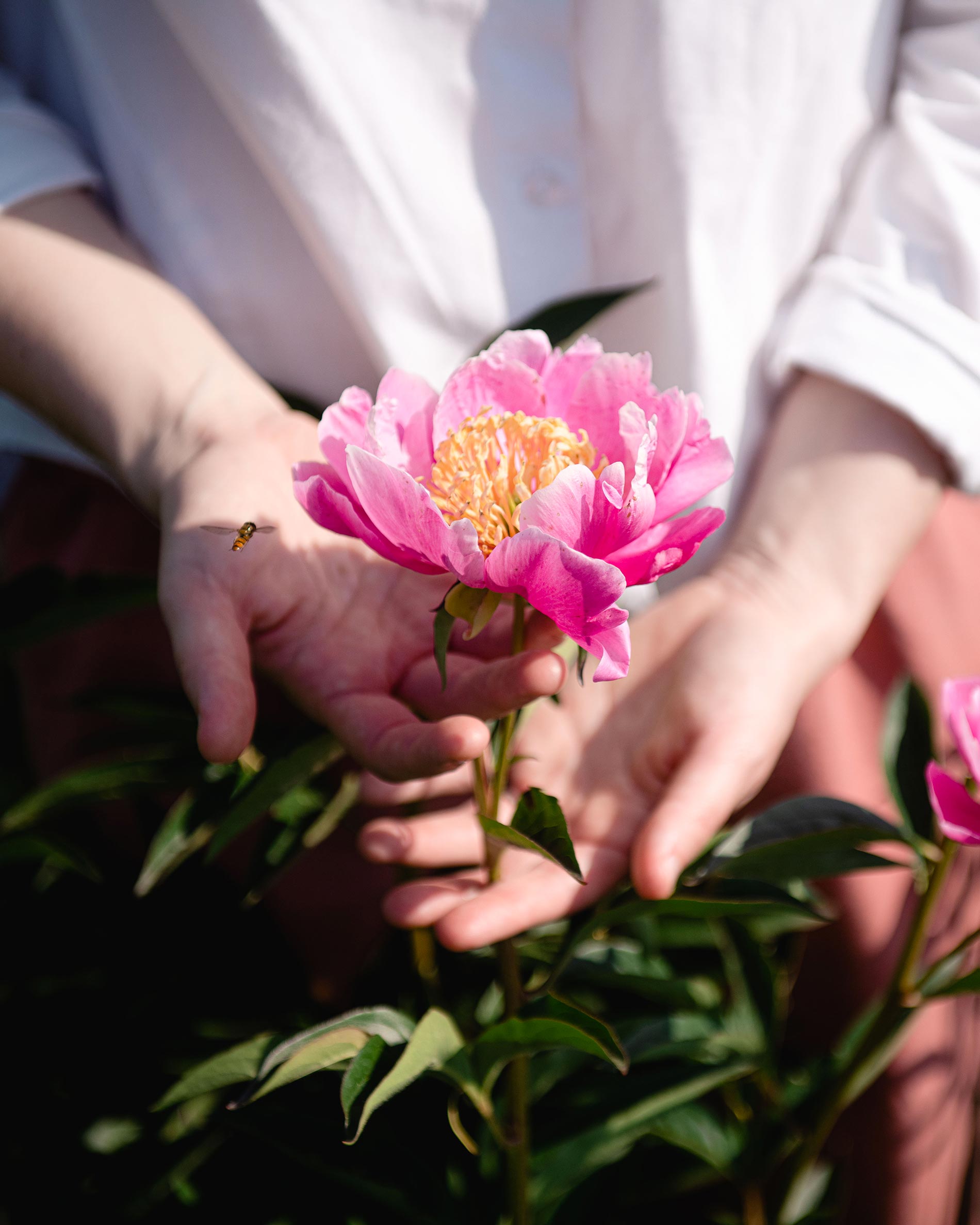 peonia pianta consigli e cura 