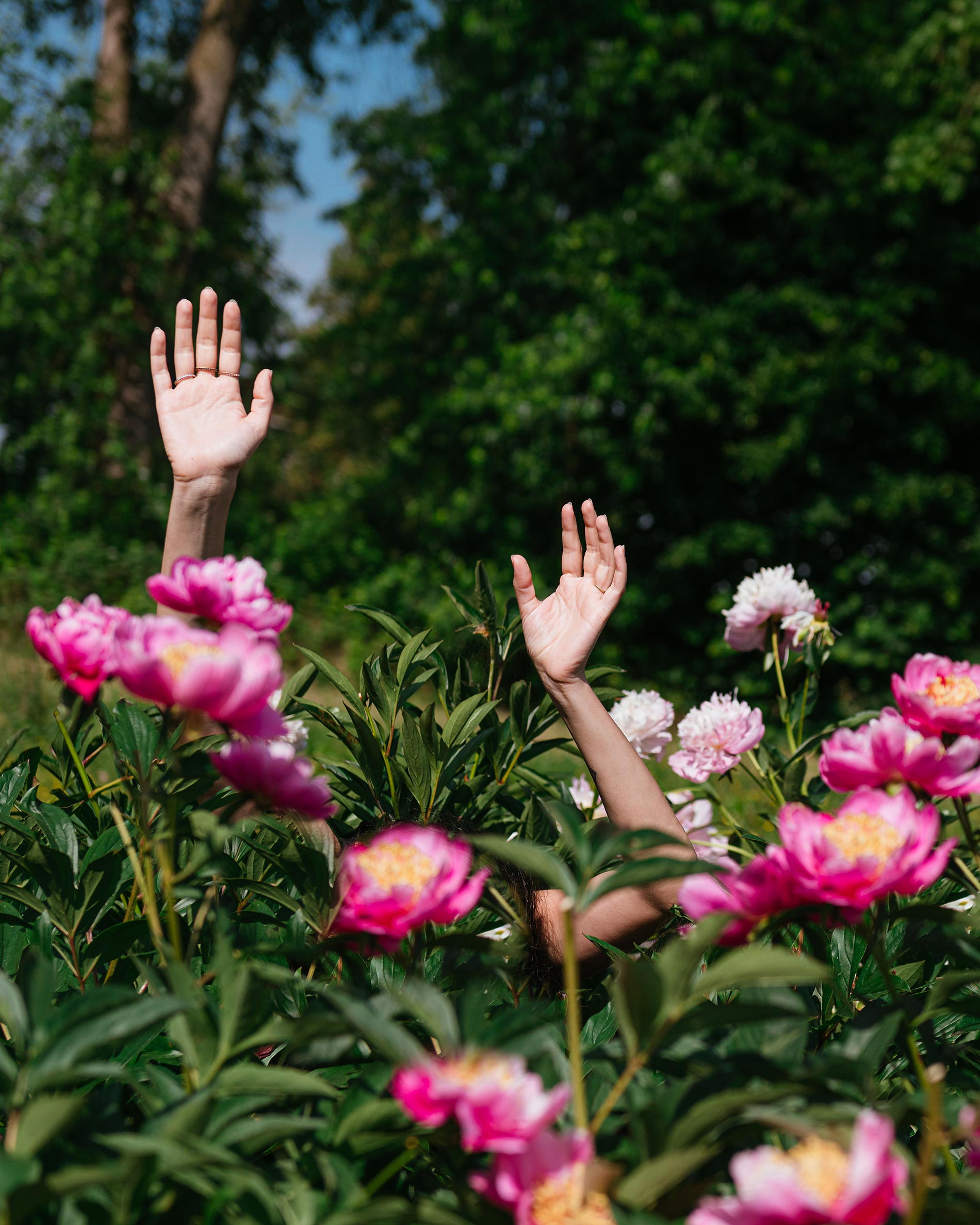 peonia pianta consigli e cura 