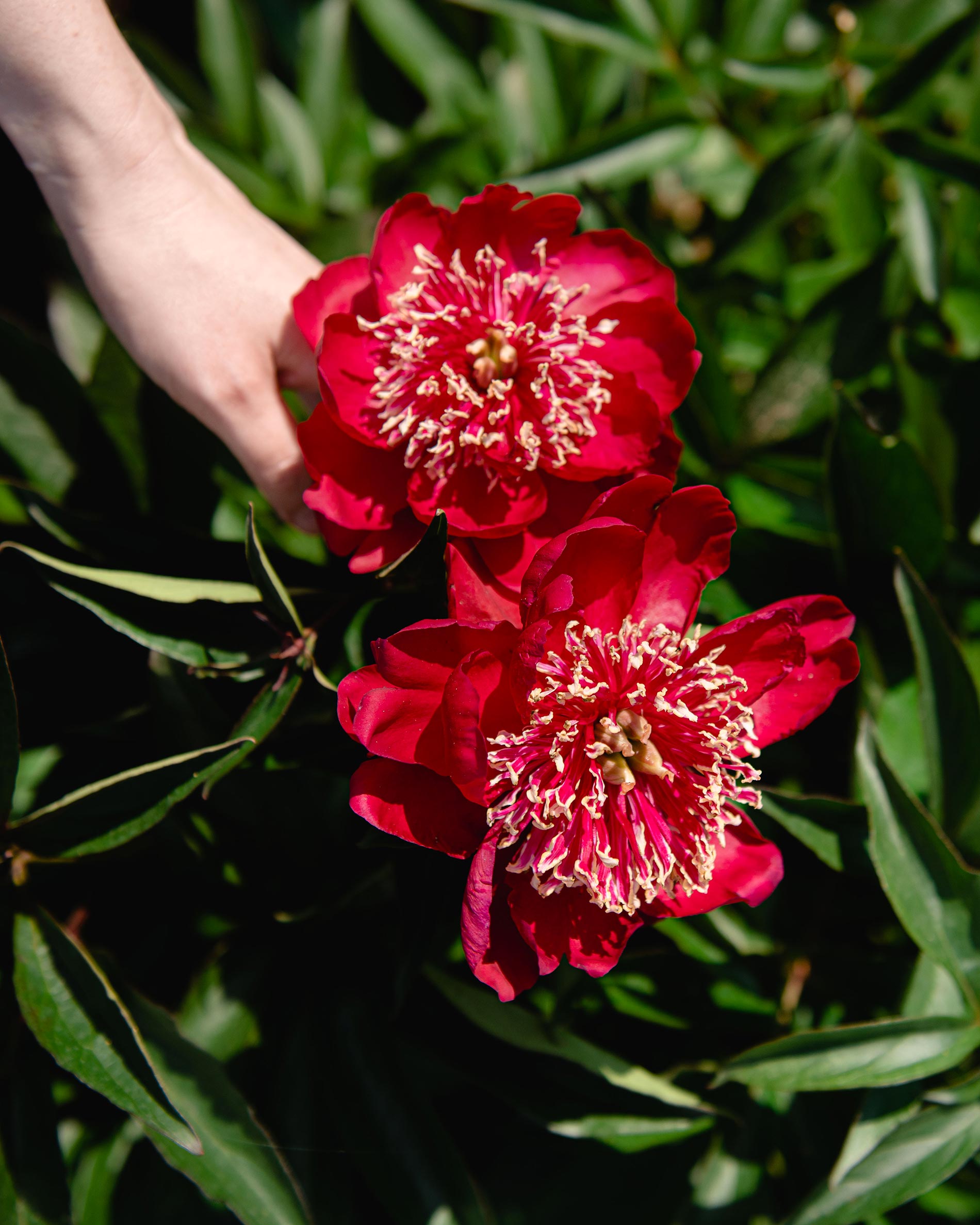 peonia pianta consigli e cura 