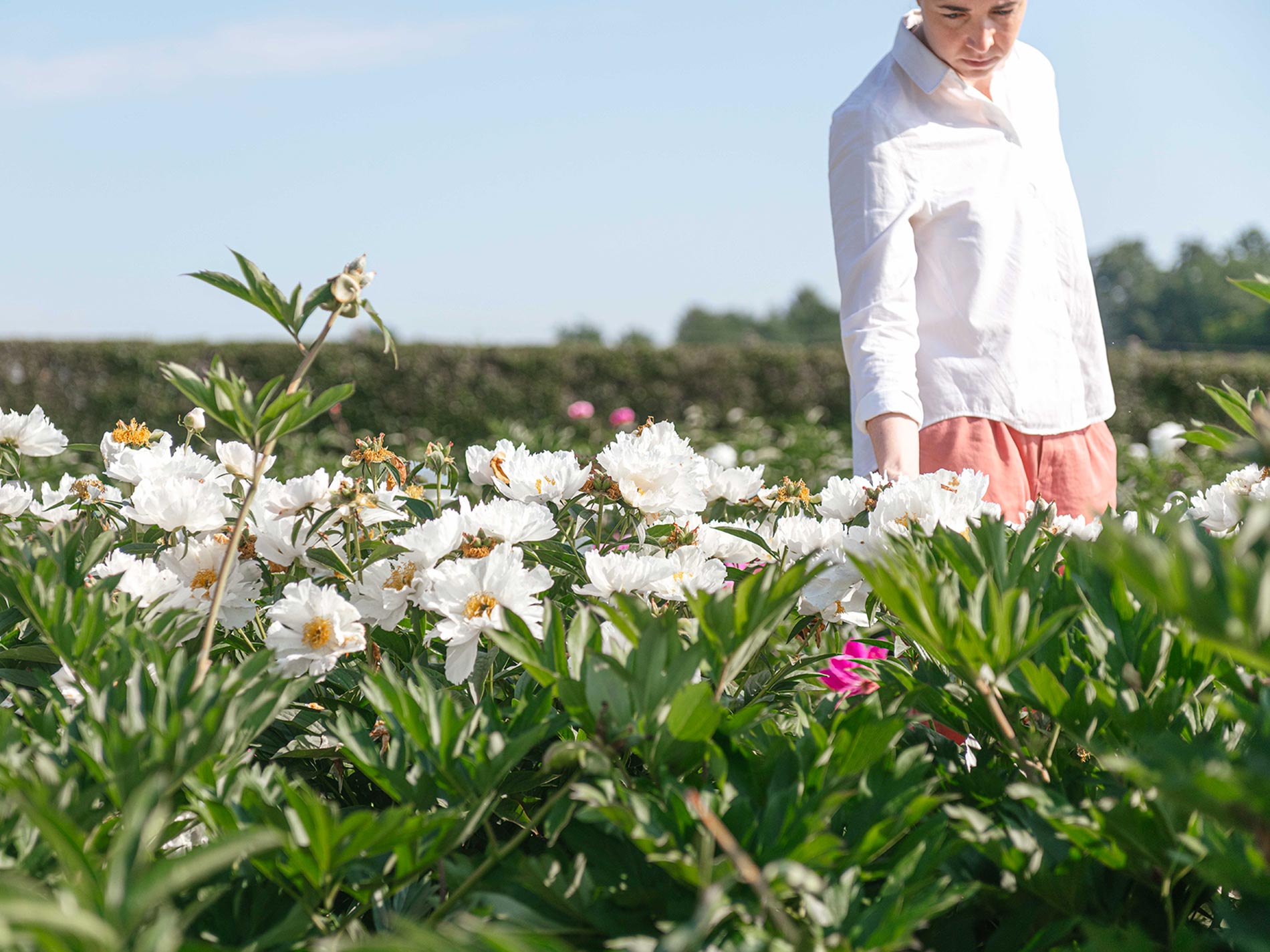 peonia pianta consigli e cura 