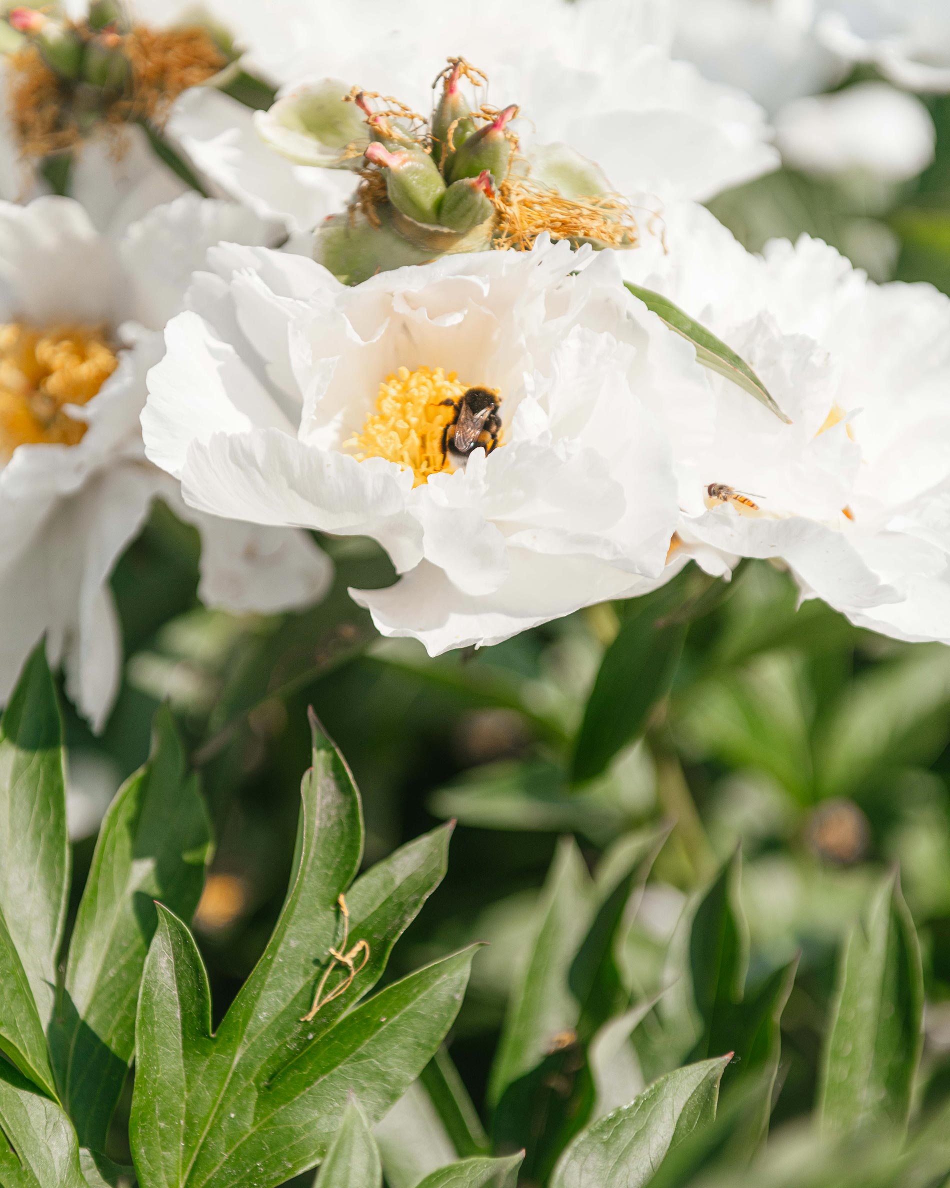 peonia pianta consigli e cura 