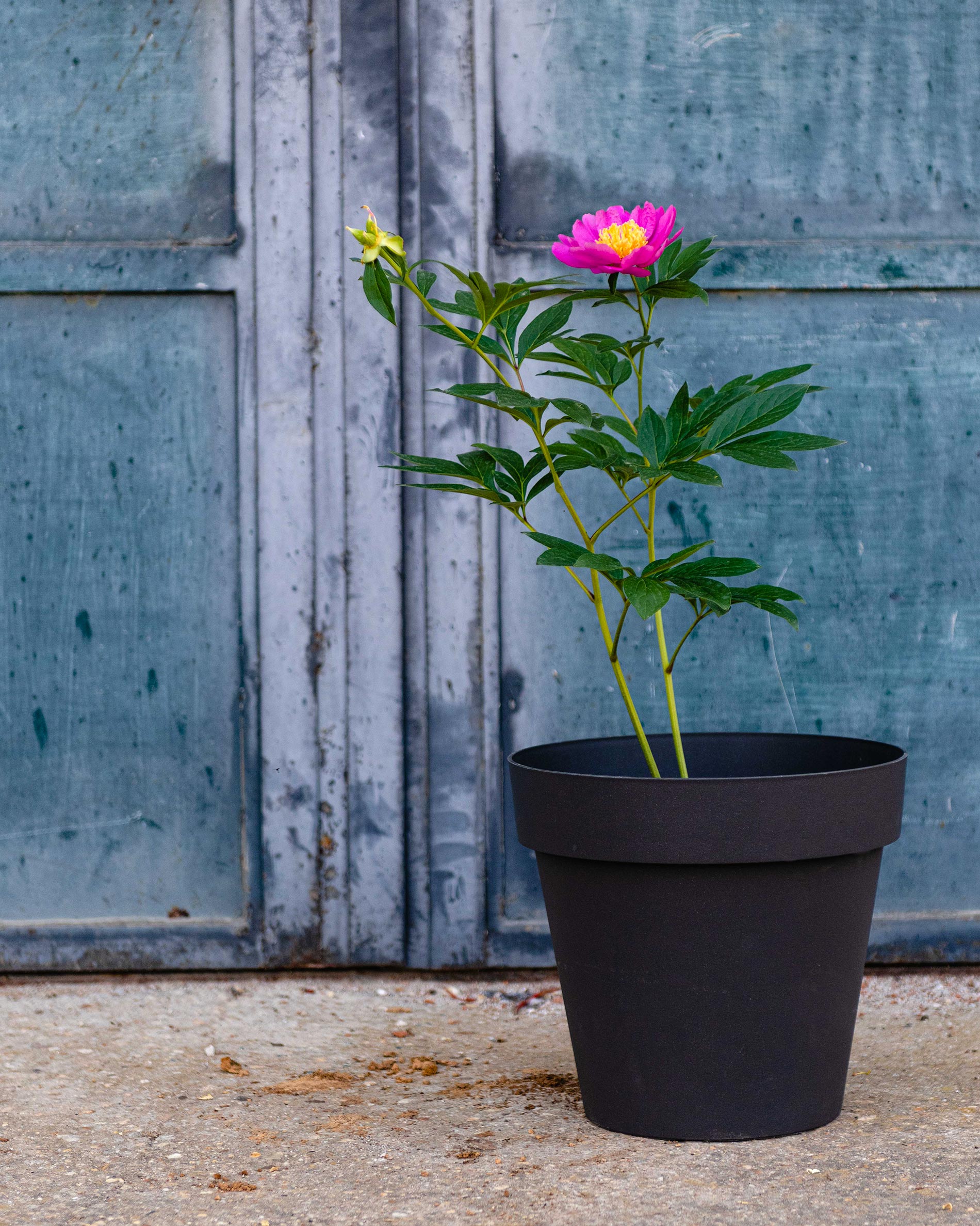 peonia pianta consigli e cura 