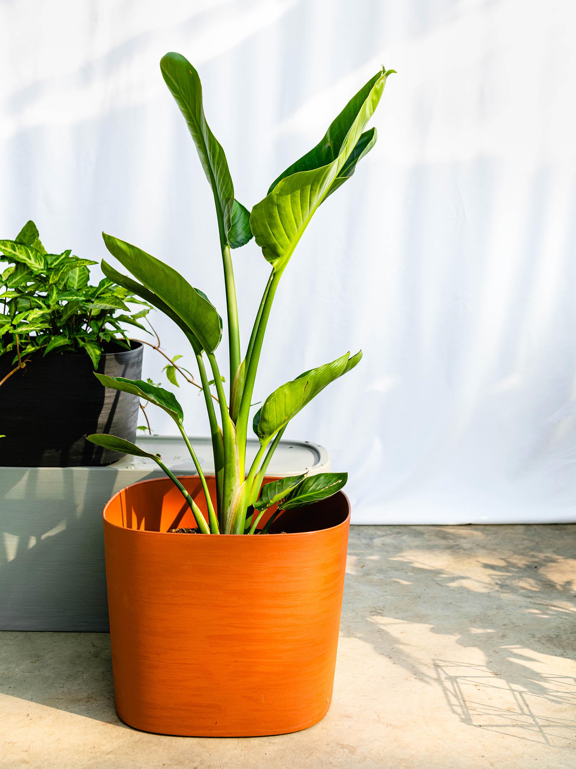 strelitzia consigli e cura 